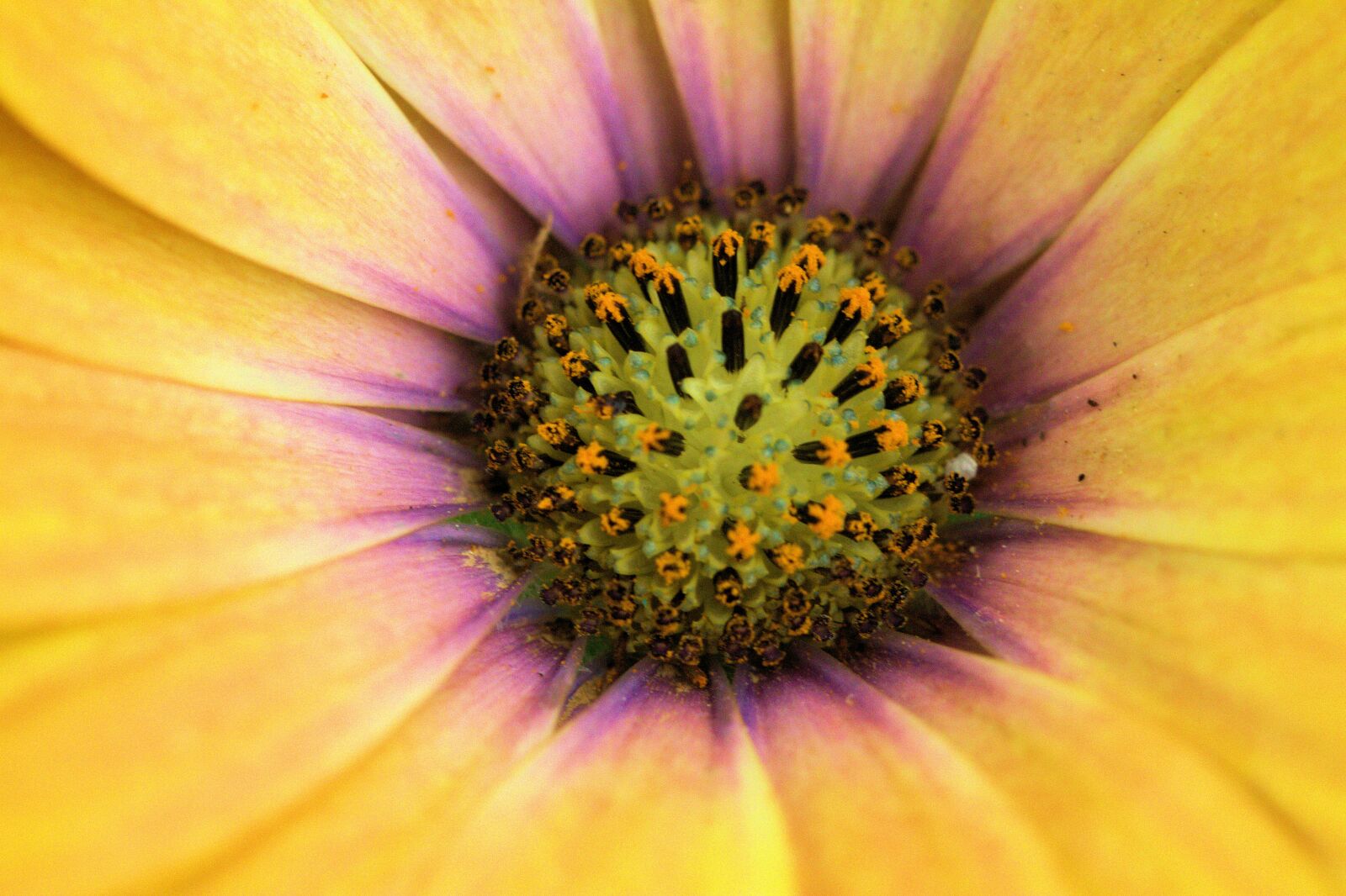 Canon EOS 7D sample photo. Flower, yellow, nature photography