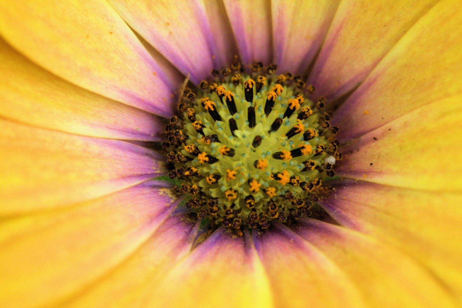 Canon EOS 7D + Canon EF 100mm F2.8L Macro IS USM sample photo. Flower, yellow, nature photography