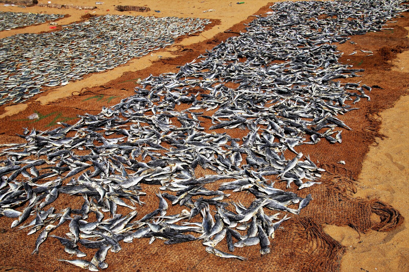 Canon EOS 80D sample photo. Fish, drying, dry photography