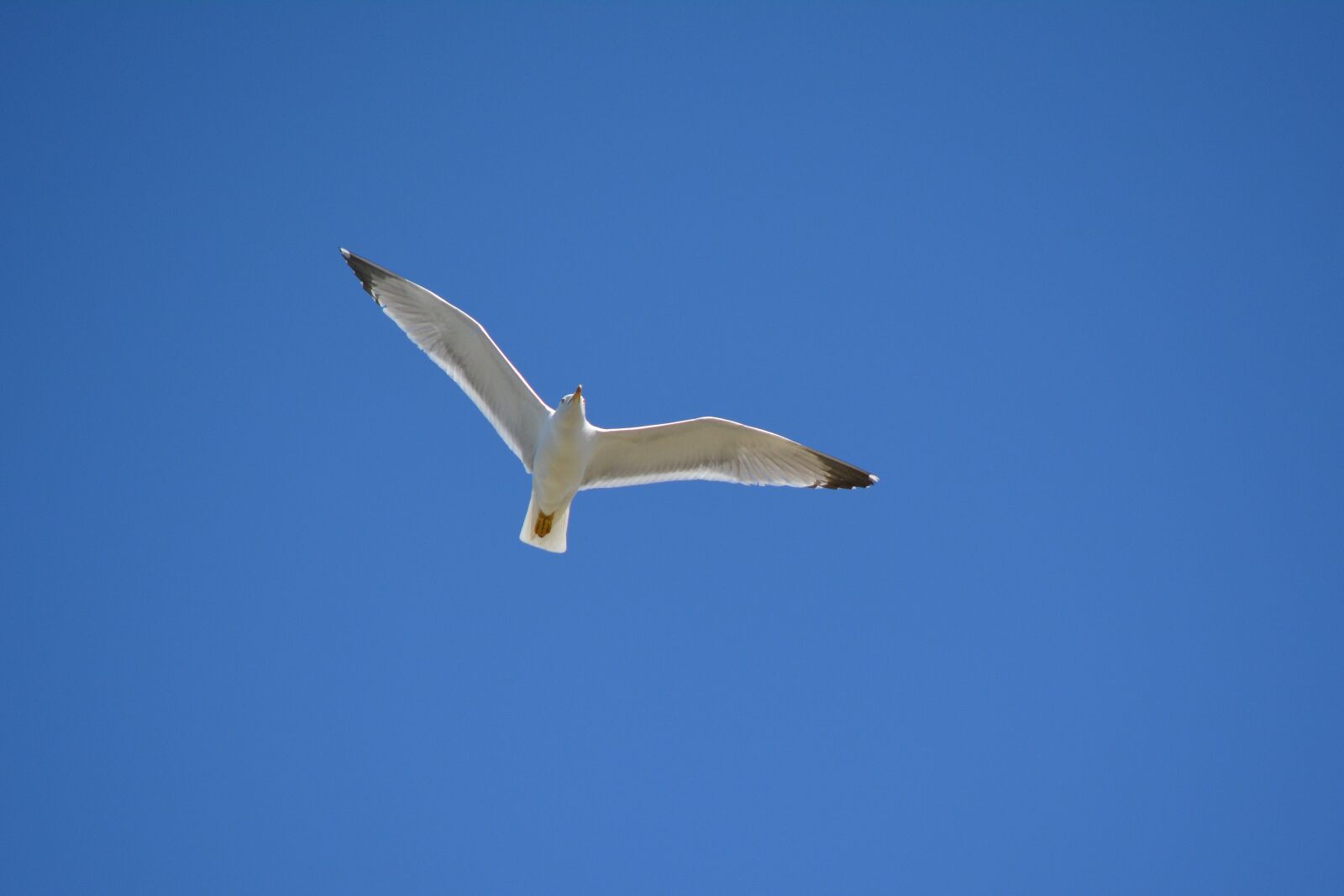 Nikon D5200 sample photo. Seagull, peewit, bird photography