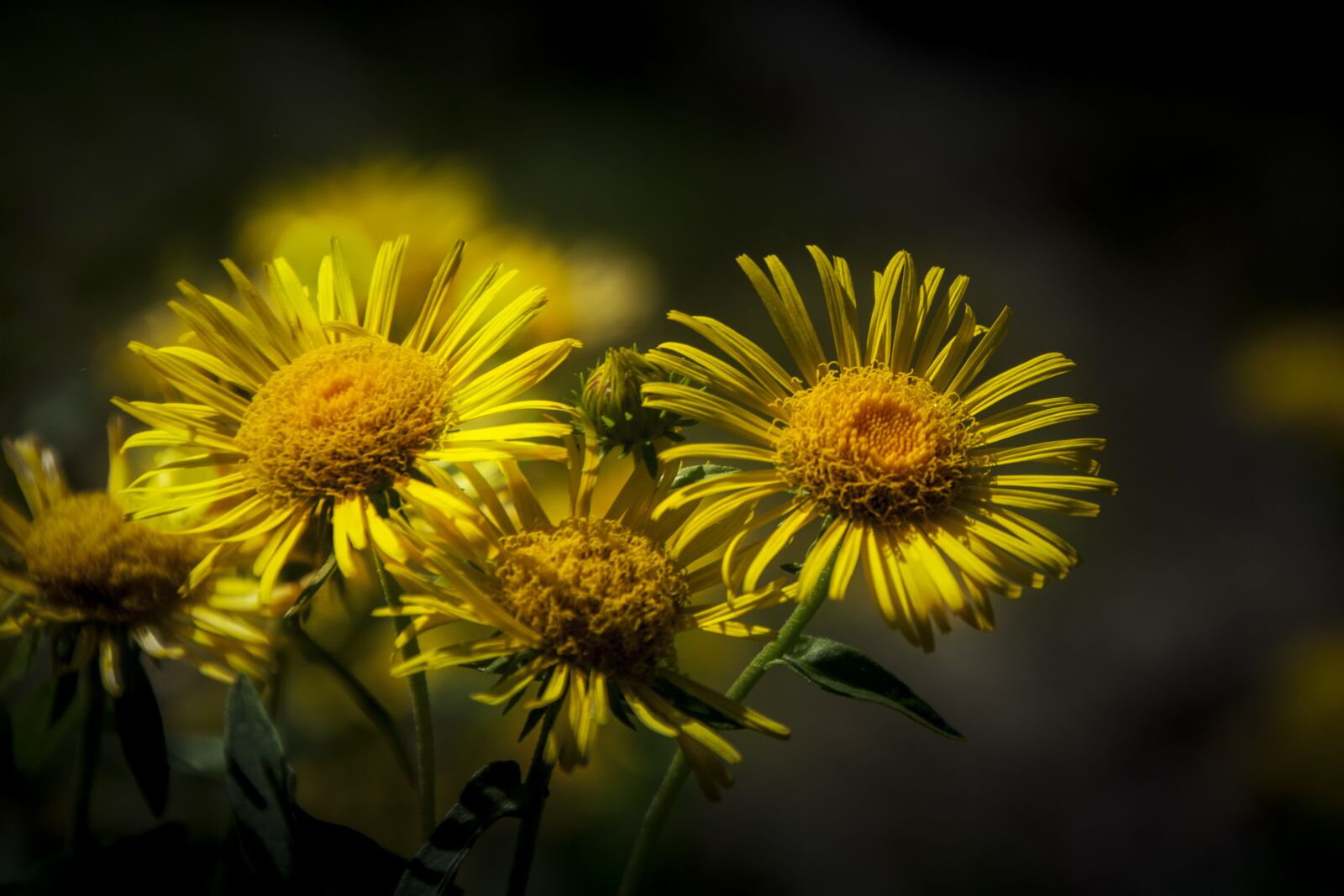 Nikon D5200 sample photo. Nature, plant, flower photography