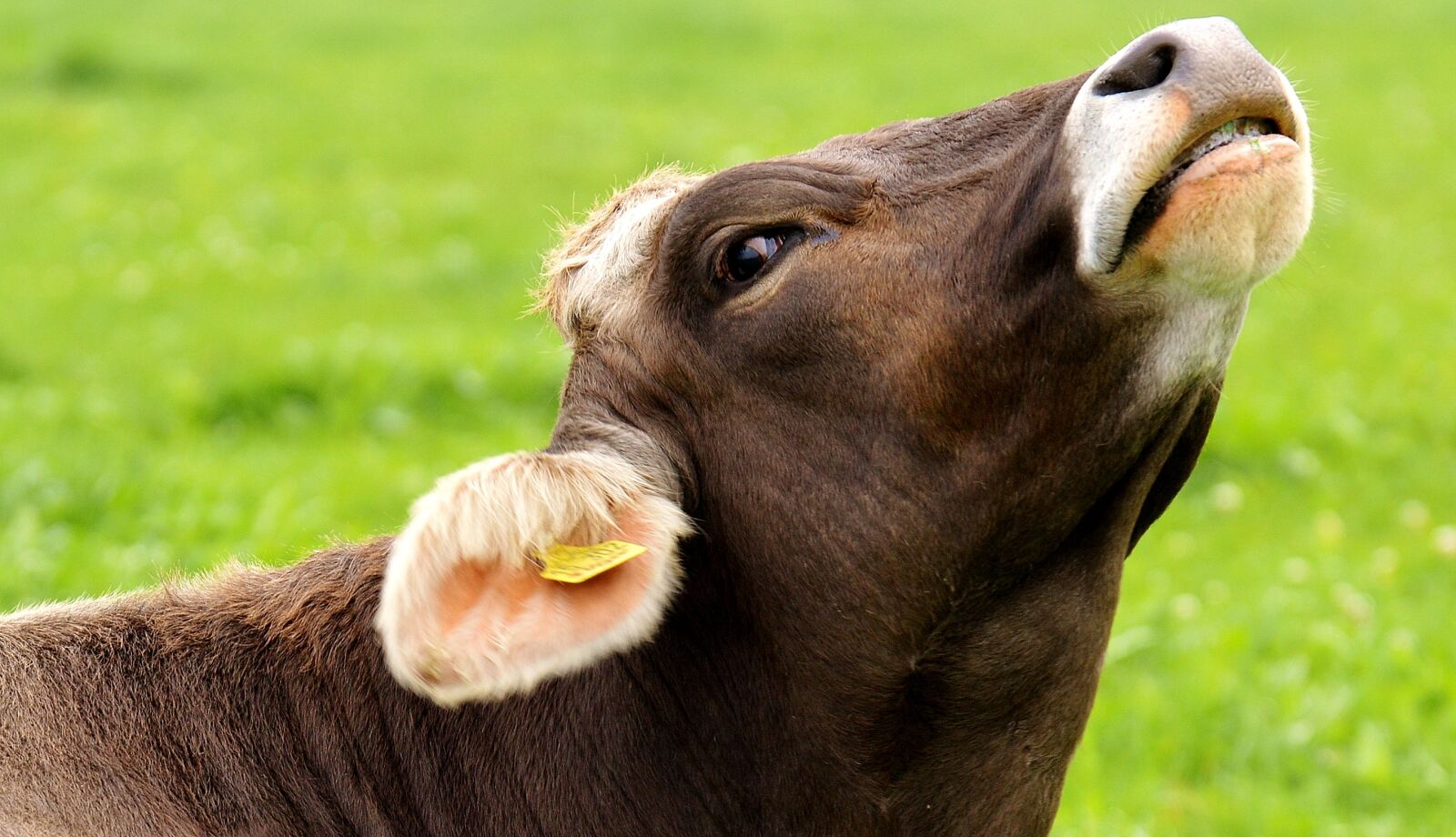 Nikon D3200 sample photo. Cow, allgäu, beef photography