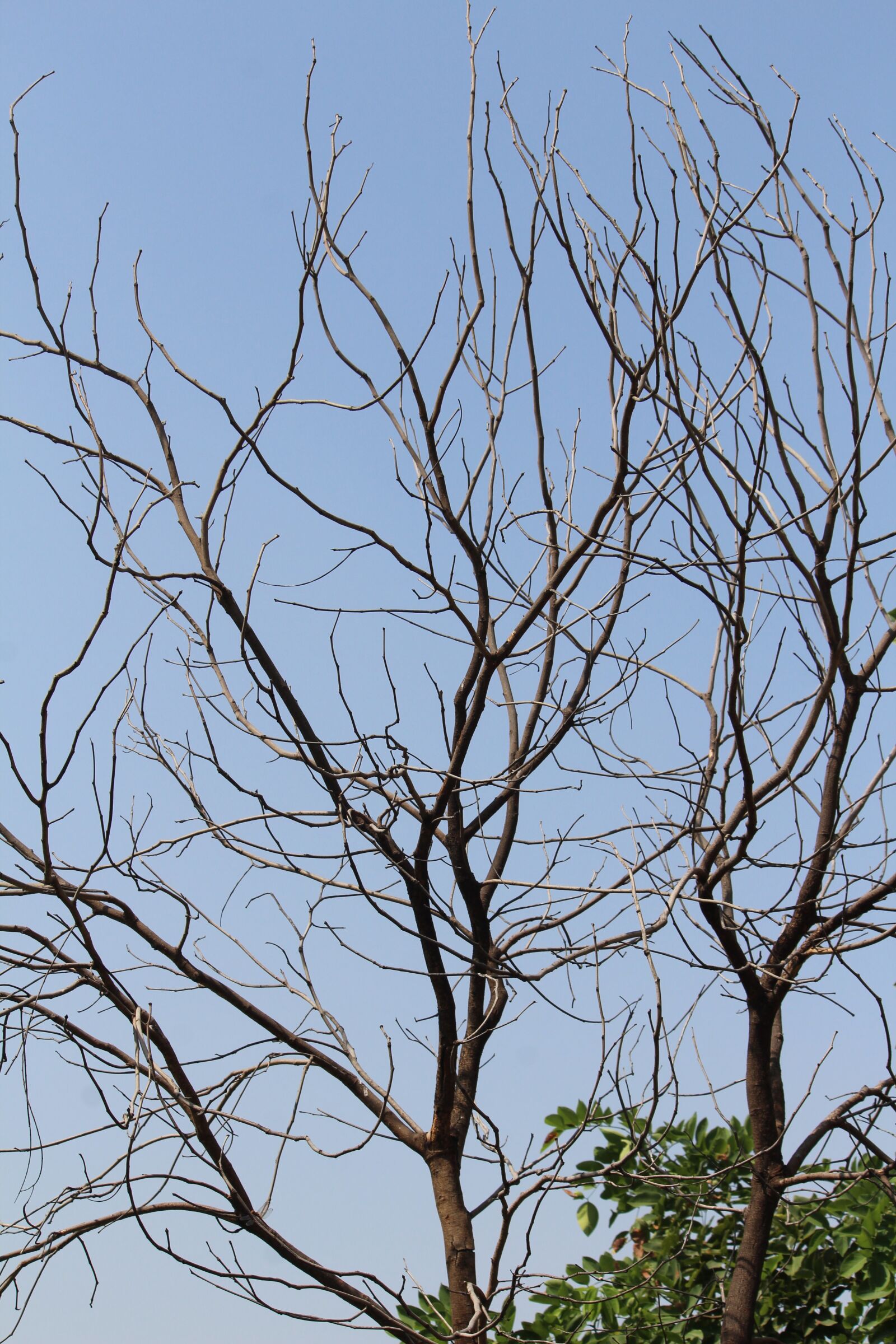 Canon EOS 1200D (EOS Rebel T5 / EOS Kiss X70 / EOS Hi) sample photo. Tree, branches, dried photography