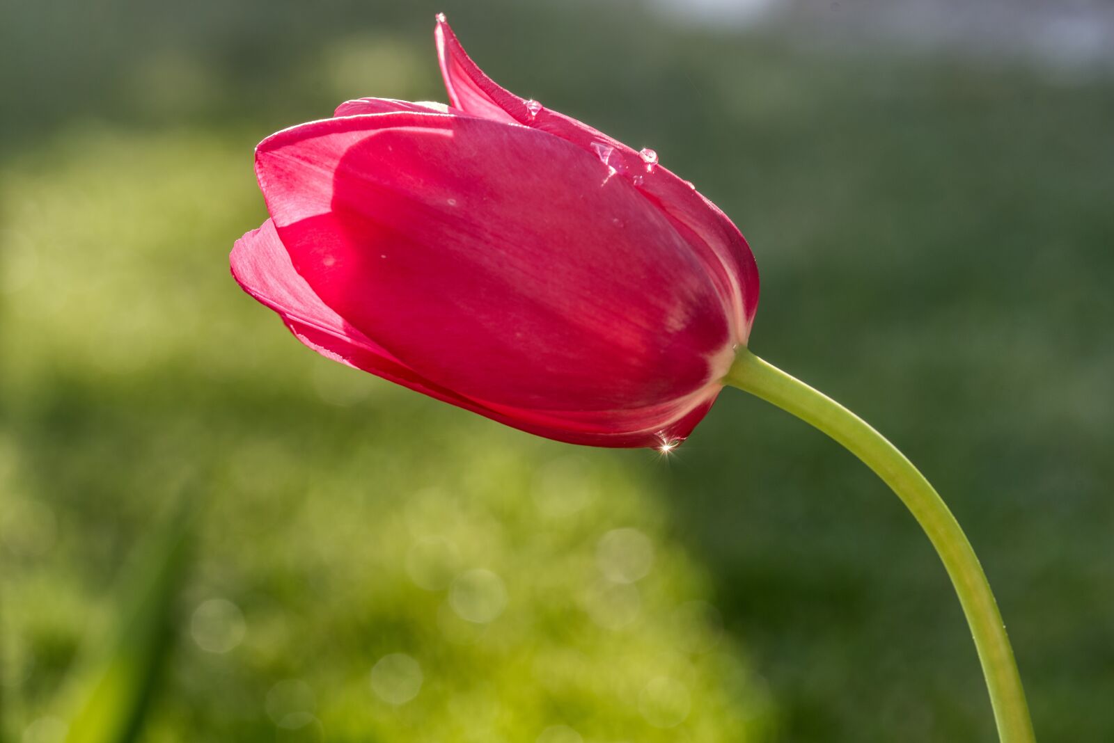 Nikon D750 sample photo. Tulips, red, translucent photography