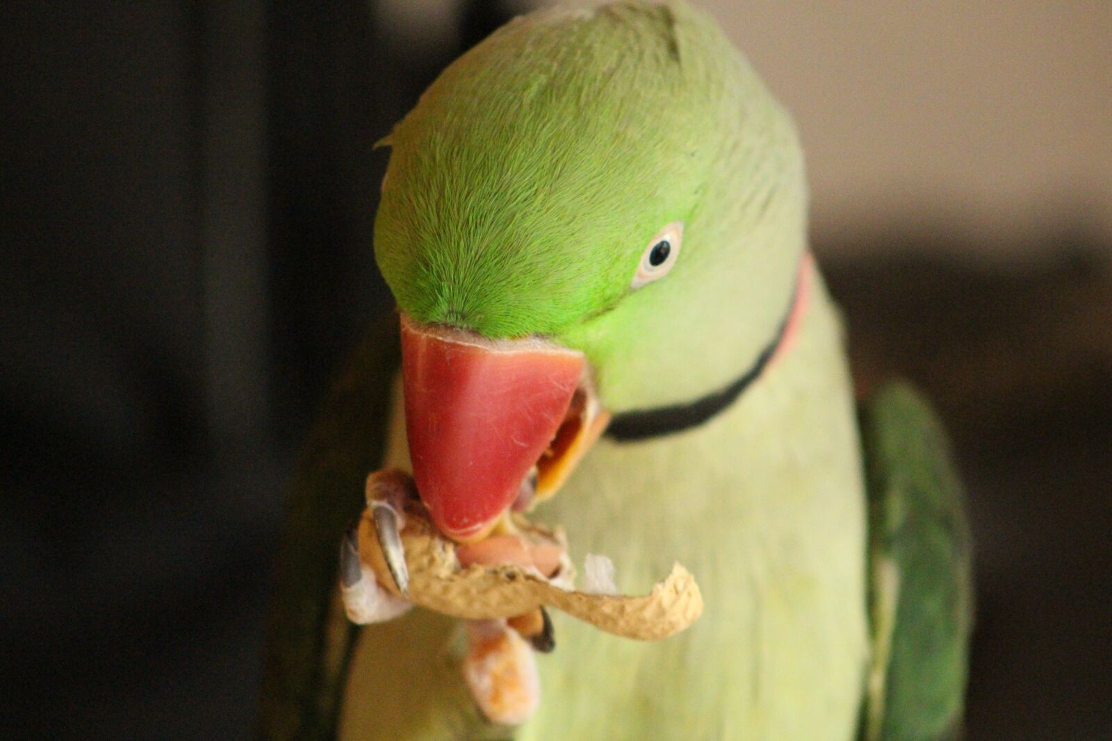 Canon EOS 700D (EOS Rebel T5i / EOS Kiss X7i) sample photo. Parrot, bird green, bird photography