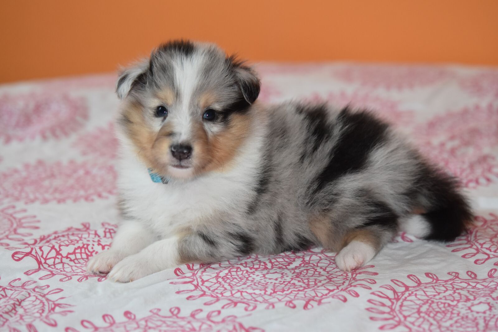 Nikon D5600 sample photo. Puppy, puppy shetland sheepdog photography