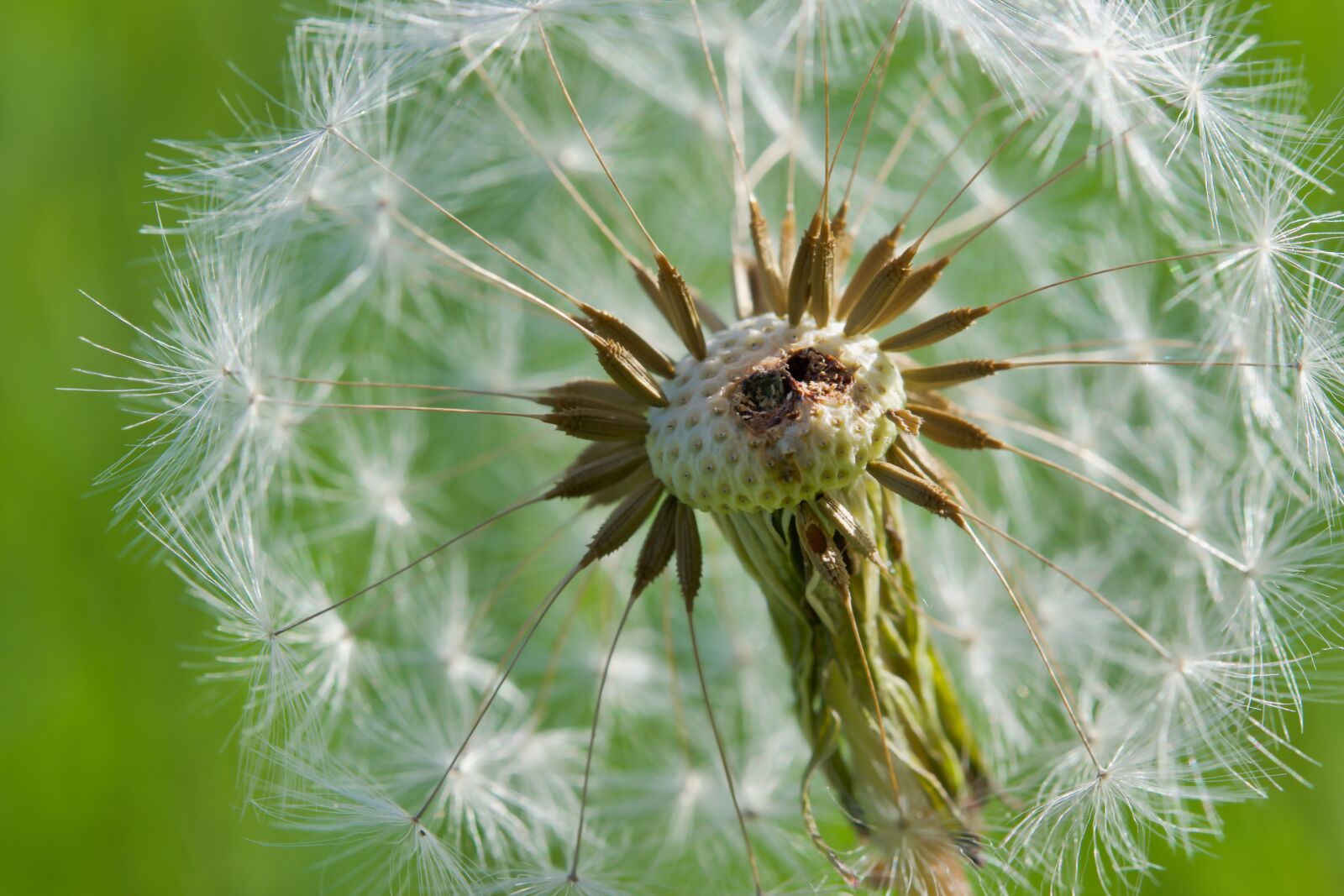 Nikon D5300 sample photo. Dandelion, seeds, close up photography