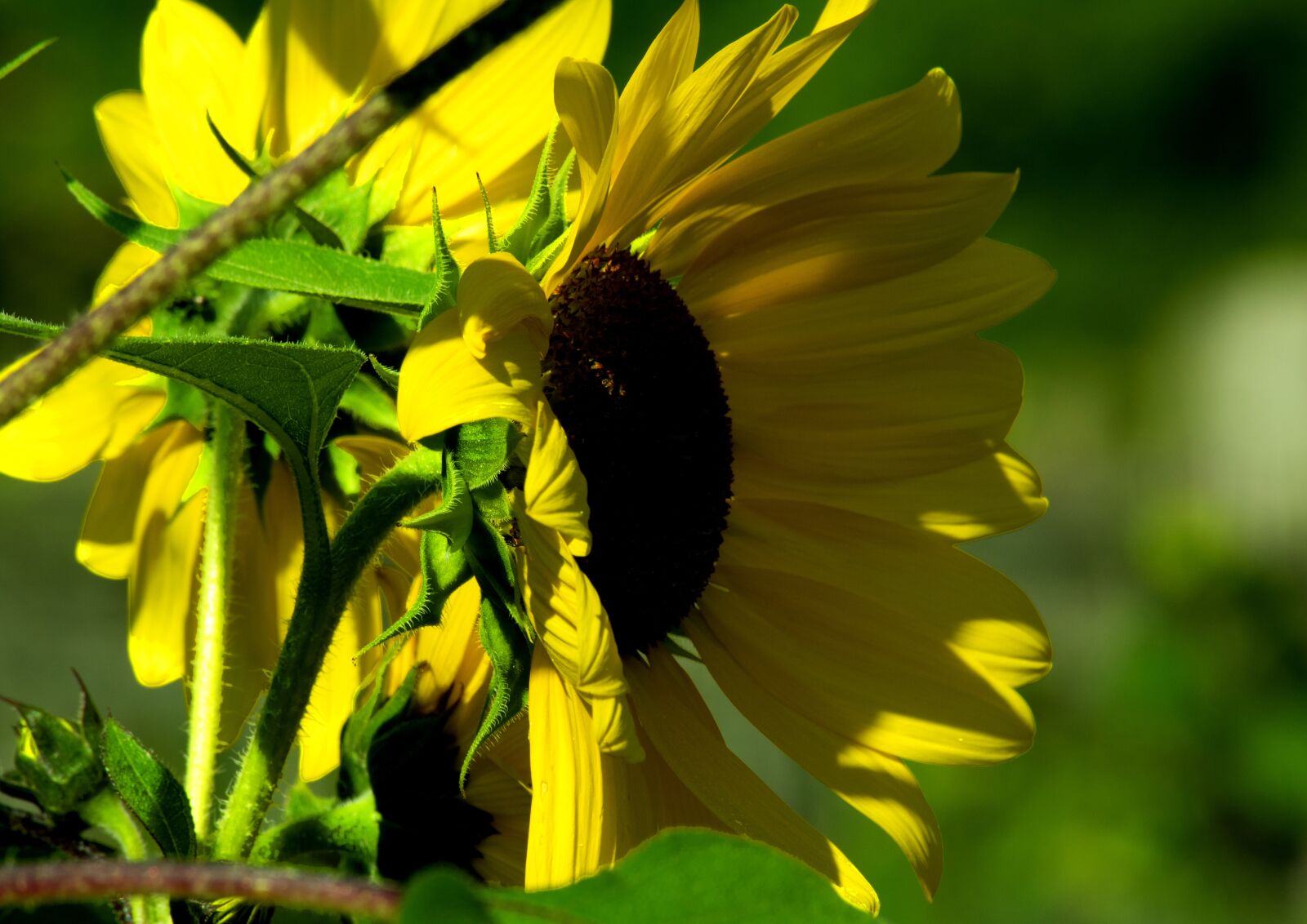 Nikon D3400 sample photo. Sunflower, flower, summer photography