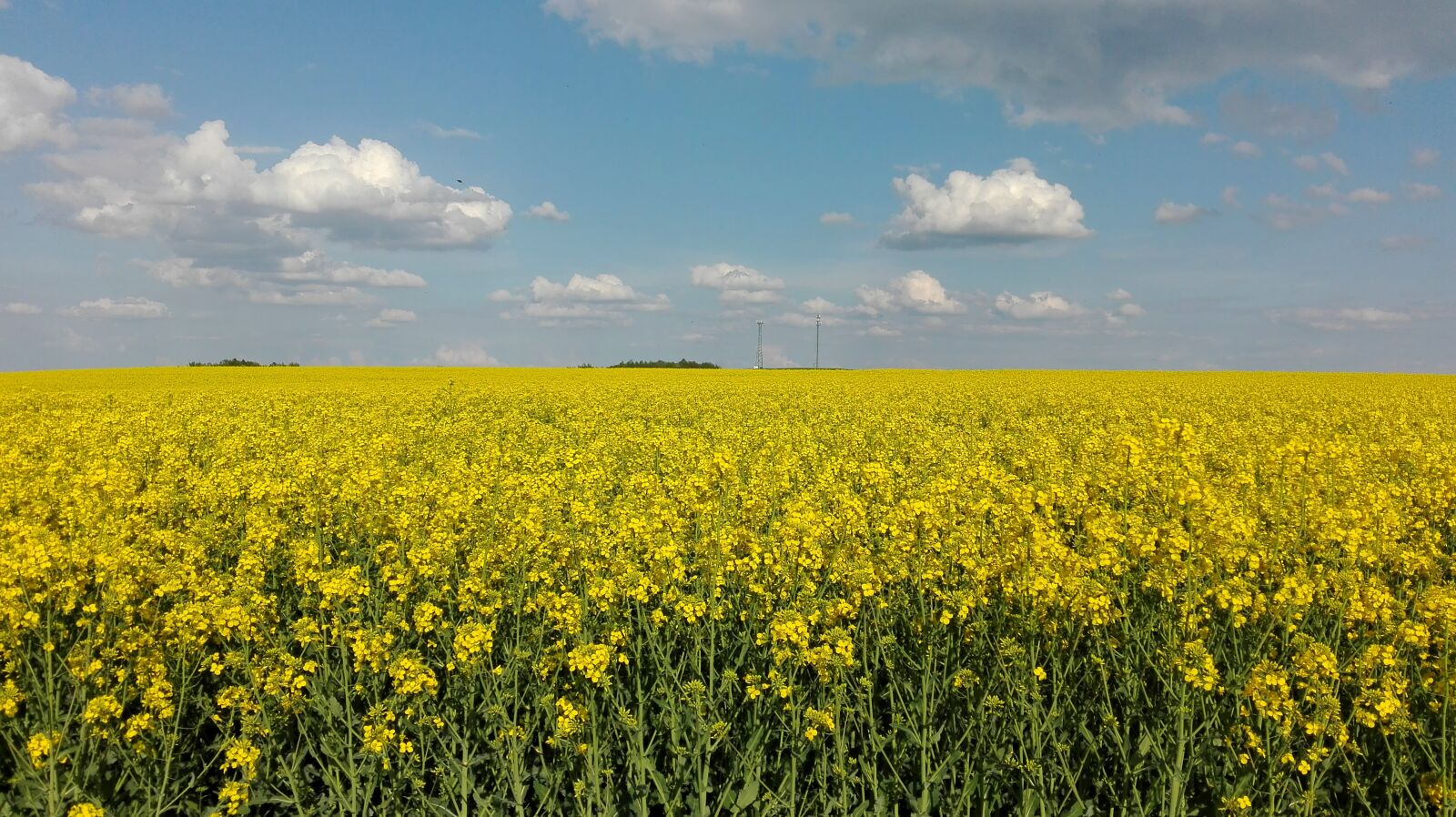 HUAWEI P8 Lite sample photo. Sky, rapeseed, landscape photography