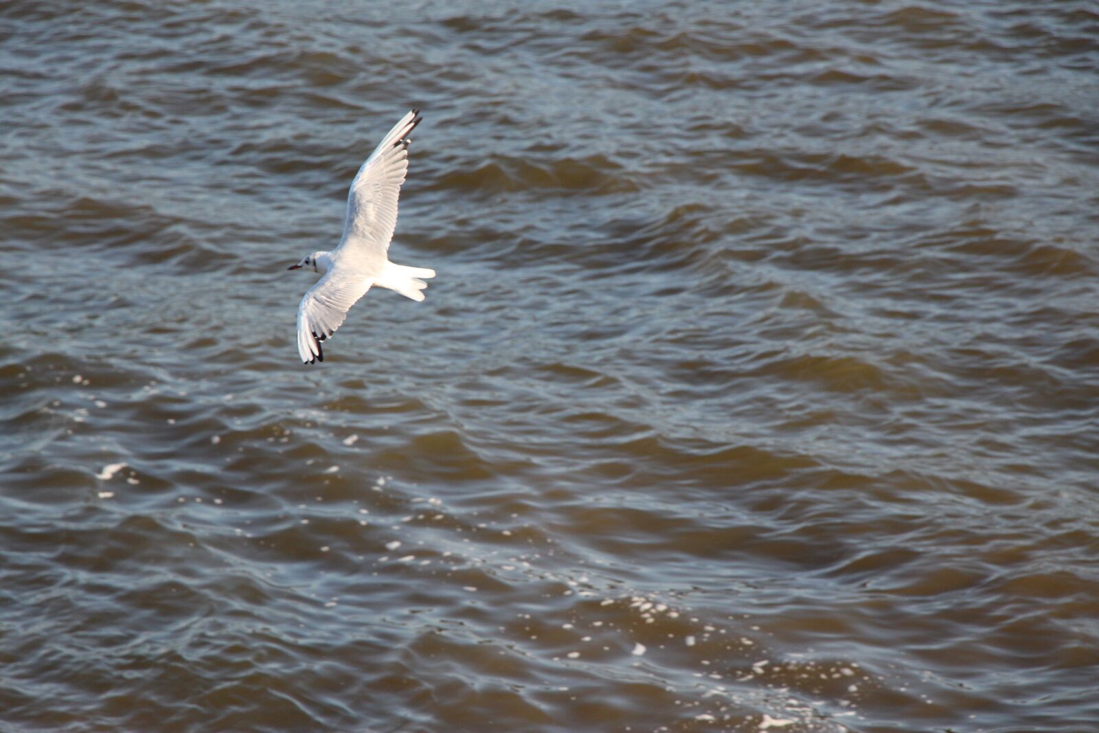 Canon EOS 650D (EOS Rebel T4i / EOS Kiss X6i) sample photo. Seagull, birds, animals photography