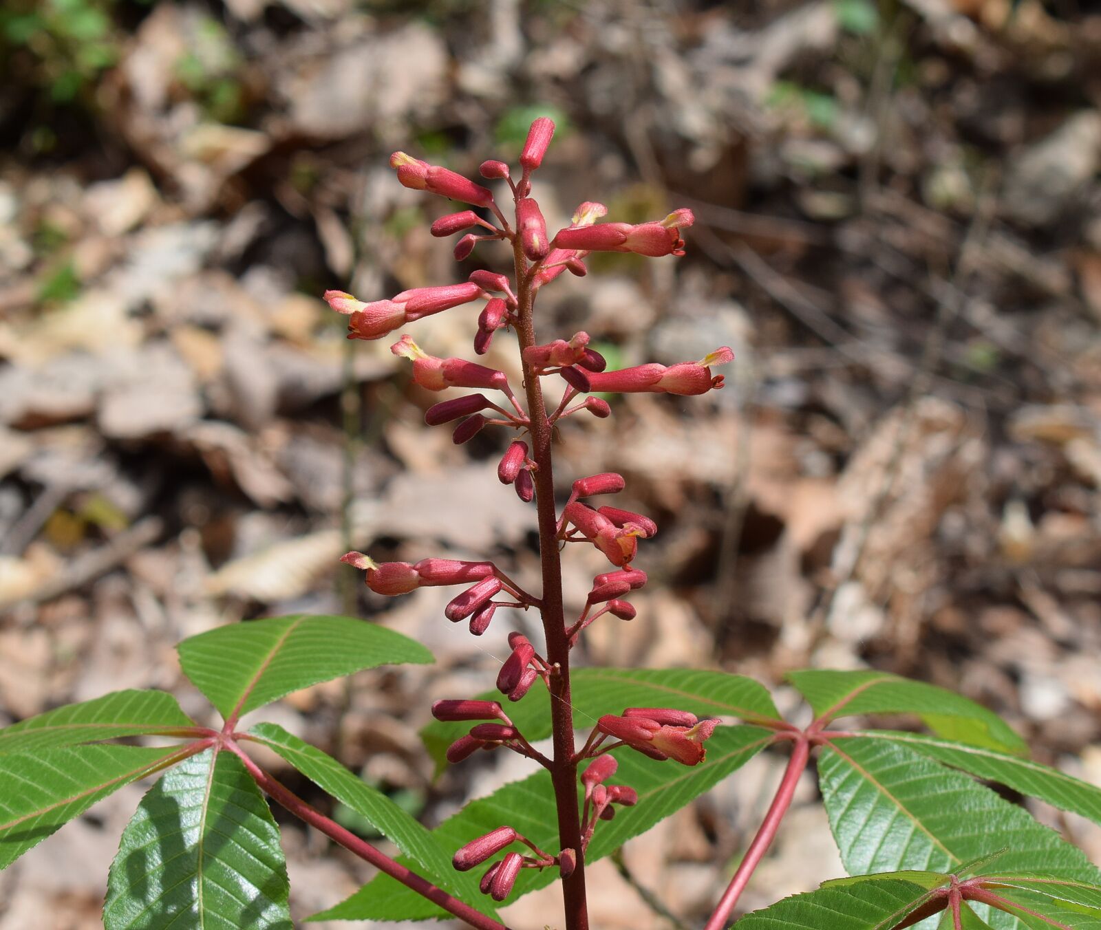 Nikon D3300 sample photo. Japanese chestnut flowers, japanese photography