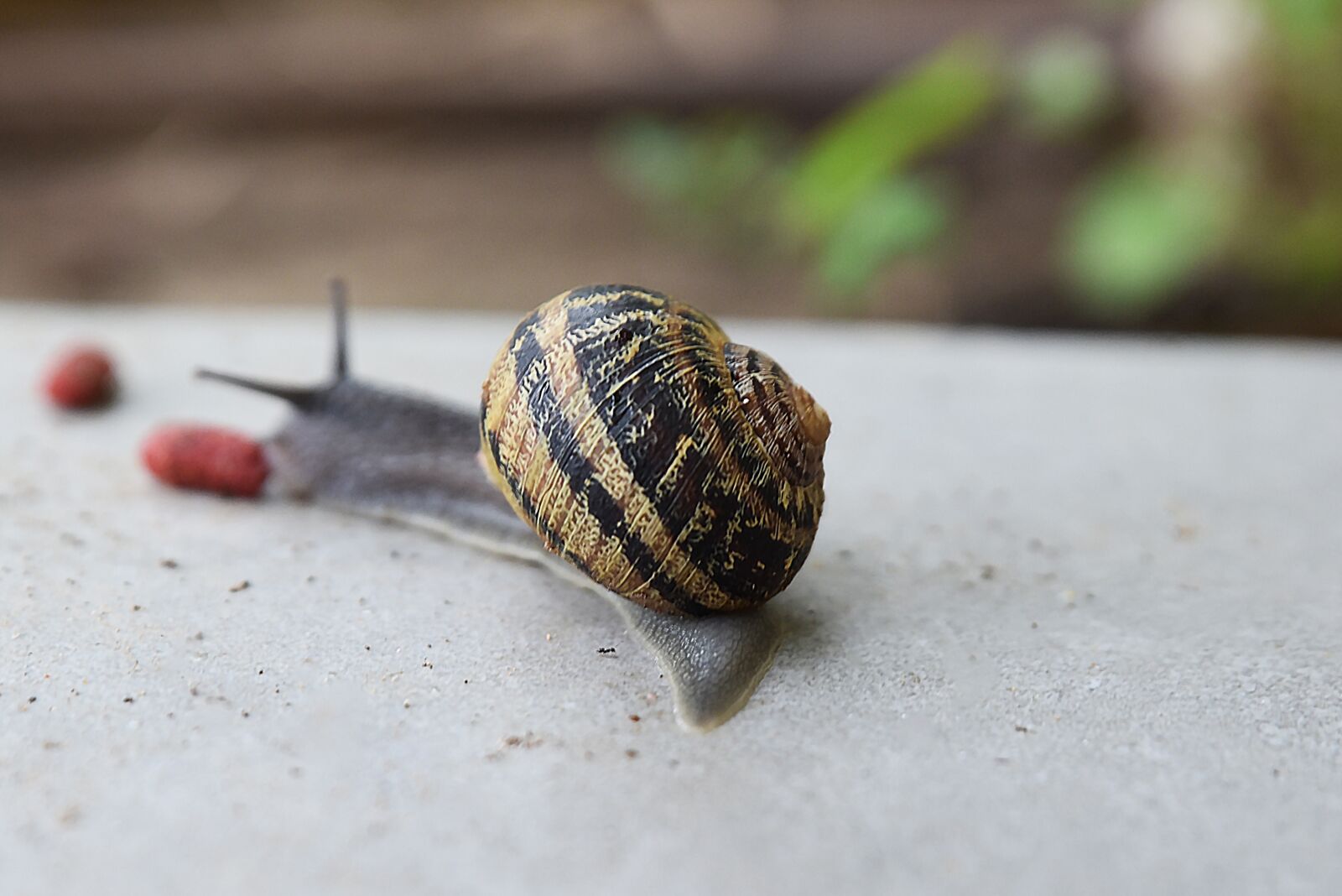 Nikon D750 sample photo. Nature, little, animal photography