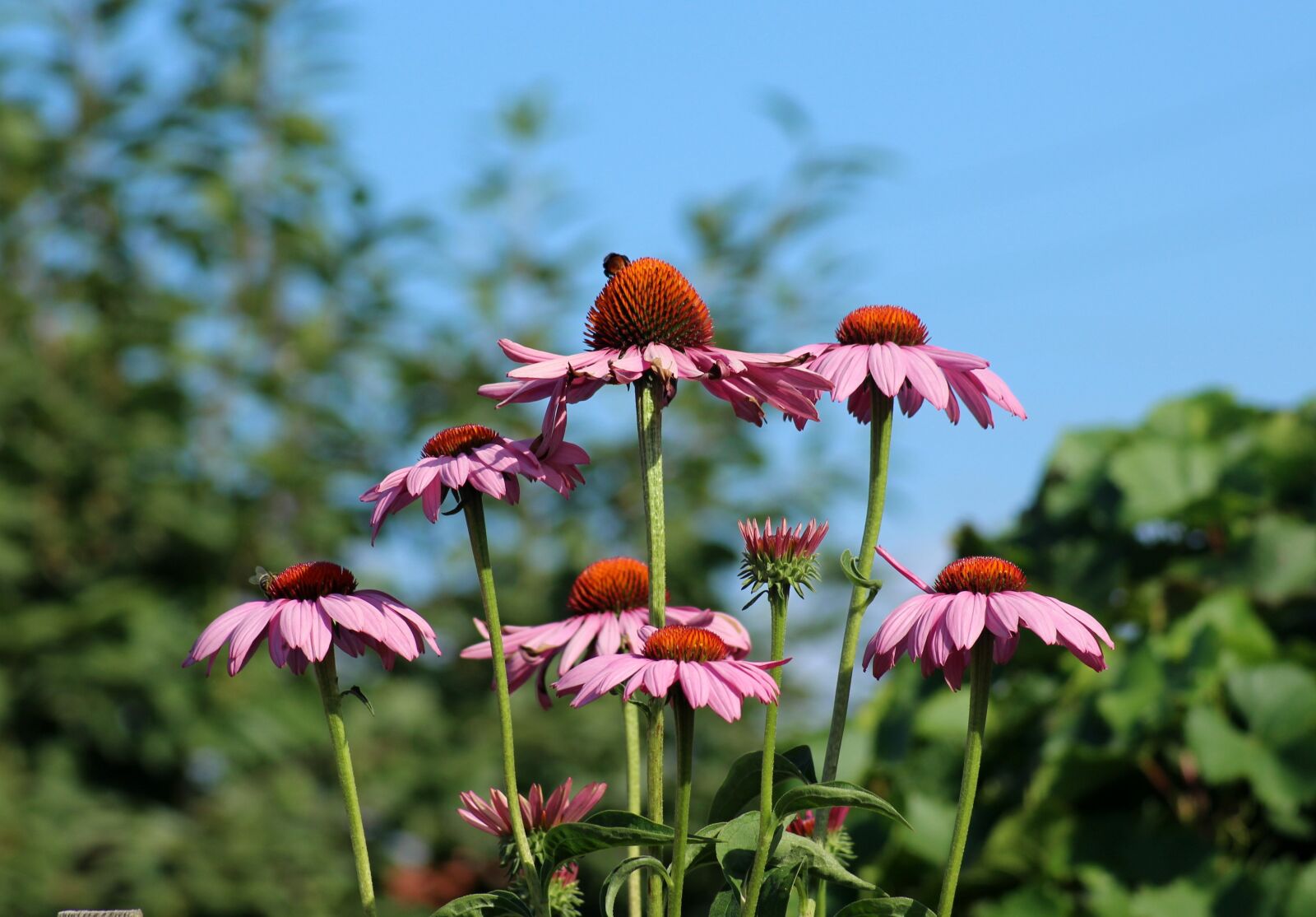 Canon EOS 1200D (EOS Rebel T5 / EOS Kiss X70 / EOS Hi) sample photo. Purple coneflower, echinacea, flowers photography