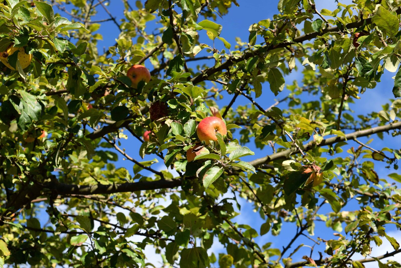 Nikon D3300 sample photo. Flora, tree, nature, leaf photography