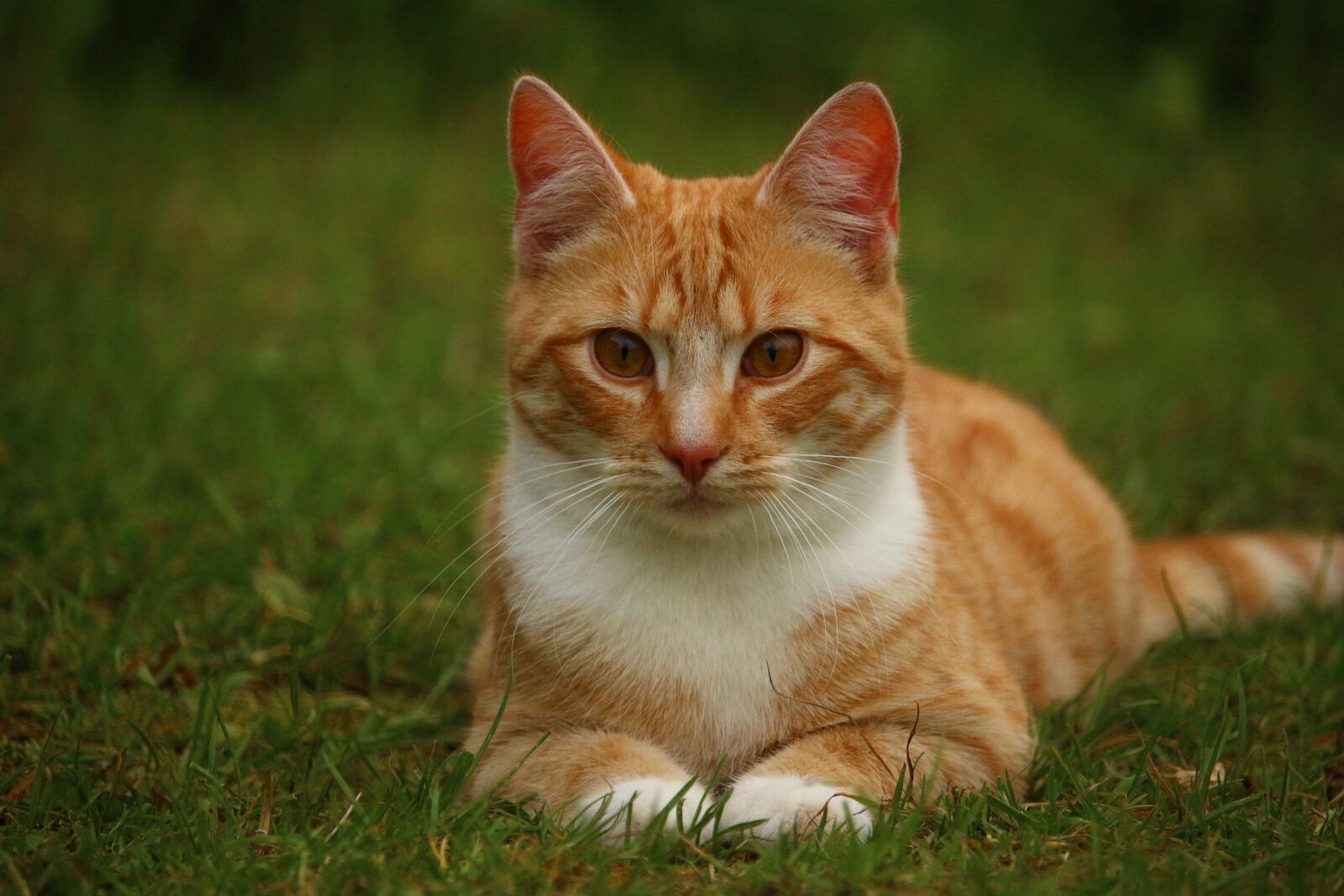 Canon EOS 100D (EOS Rebel SL1 / EOS Kiss X7) sample photo. Cat, kitten, mieze photography