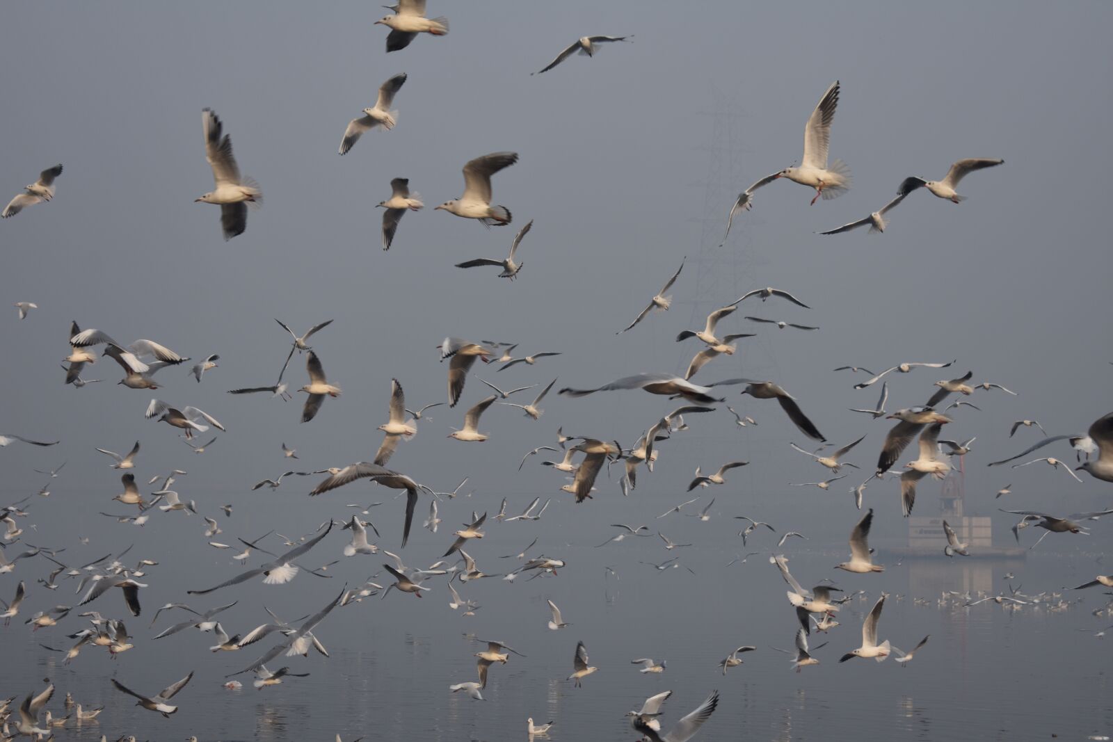 Nikon D3400 sample photo. Birds, siberian seagulls, seabird photography