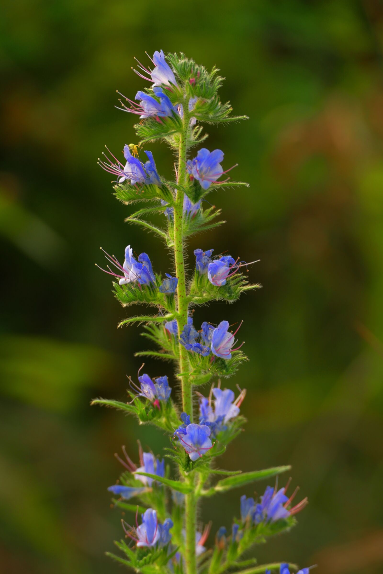 Panasonic Lumix DMC-FZ1000 sample photo. Flower, sage, meadow photography