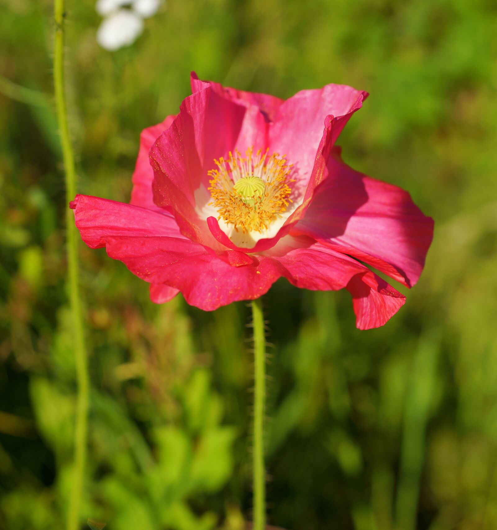Sony a99 II + MACRO 50mm F2.8 sample photo. Poppy, pink, blossom photography