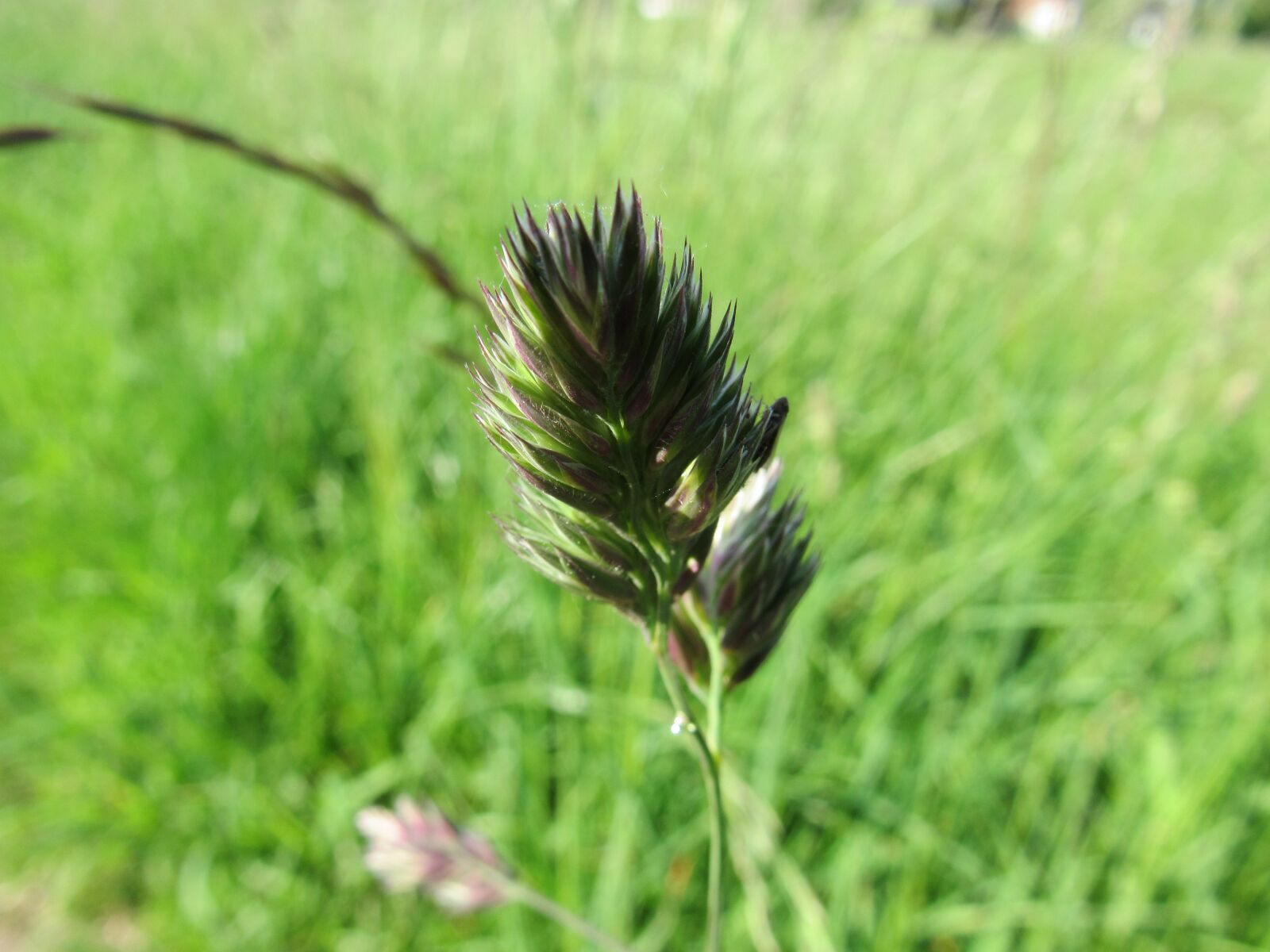 Canon PowerShot SX530 HS sample photo. Grass, field, summer photography