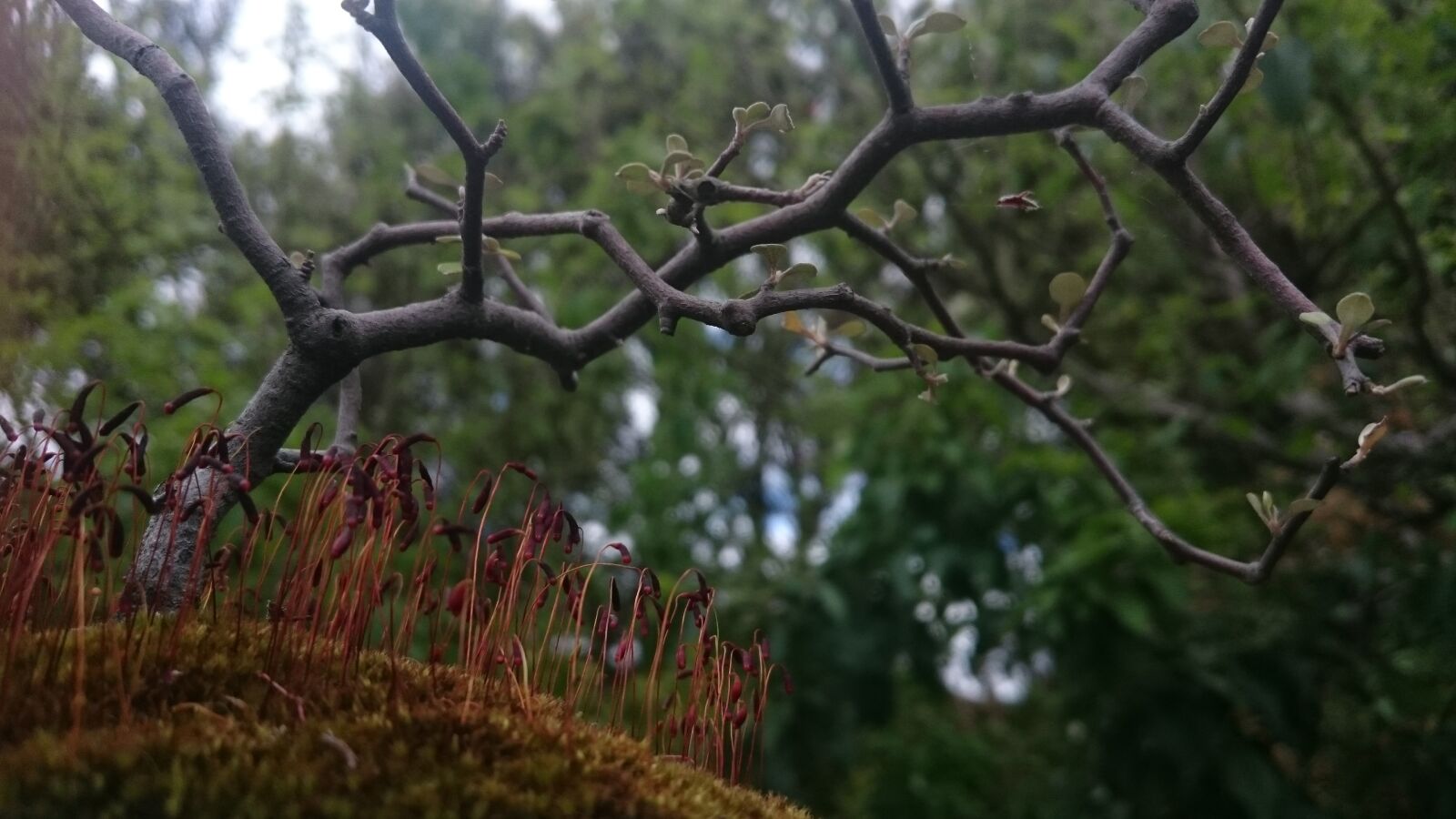 Sony Xperia Z3 Compact sample photo. Plant, branches, moss photography