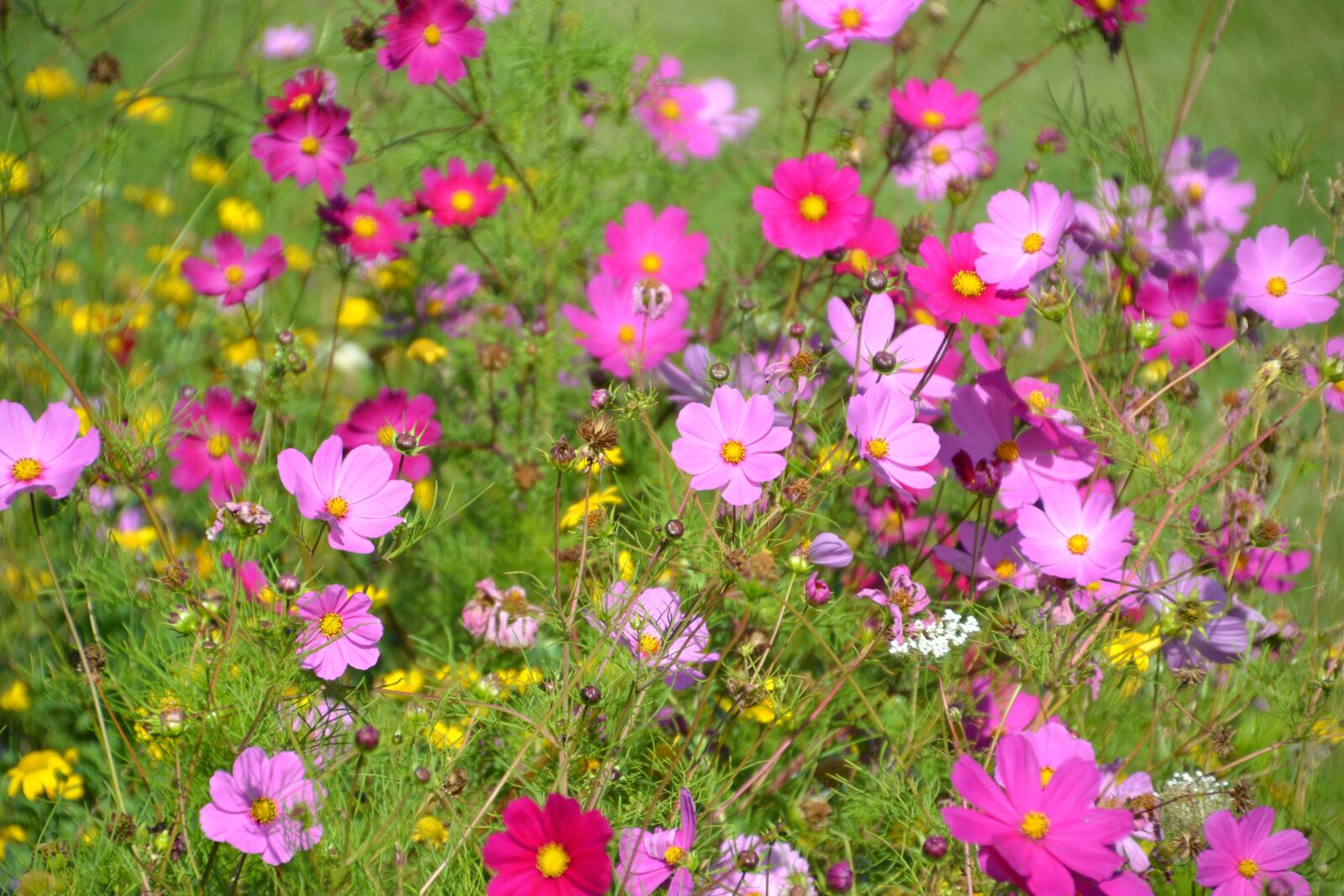 Nikon D3100 sample photo. Flowers, flower meadow, cosmea photography