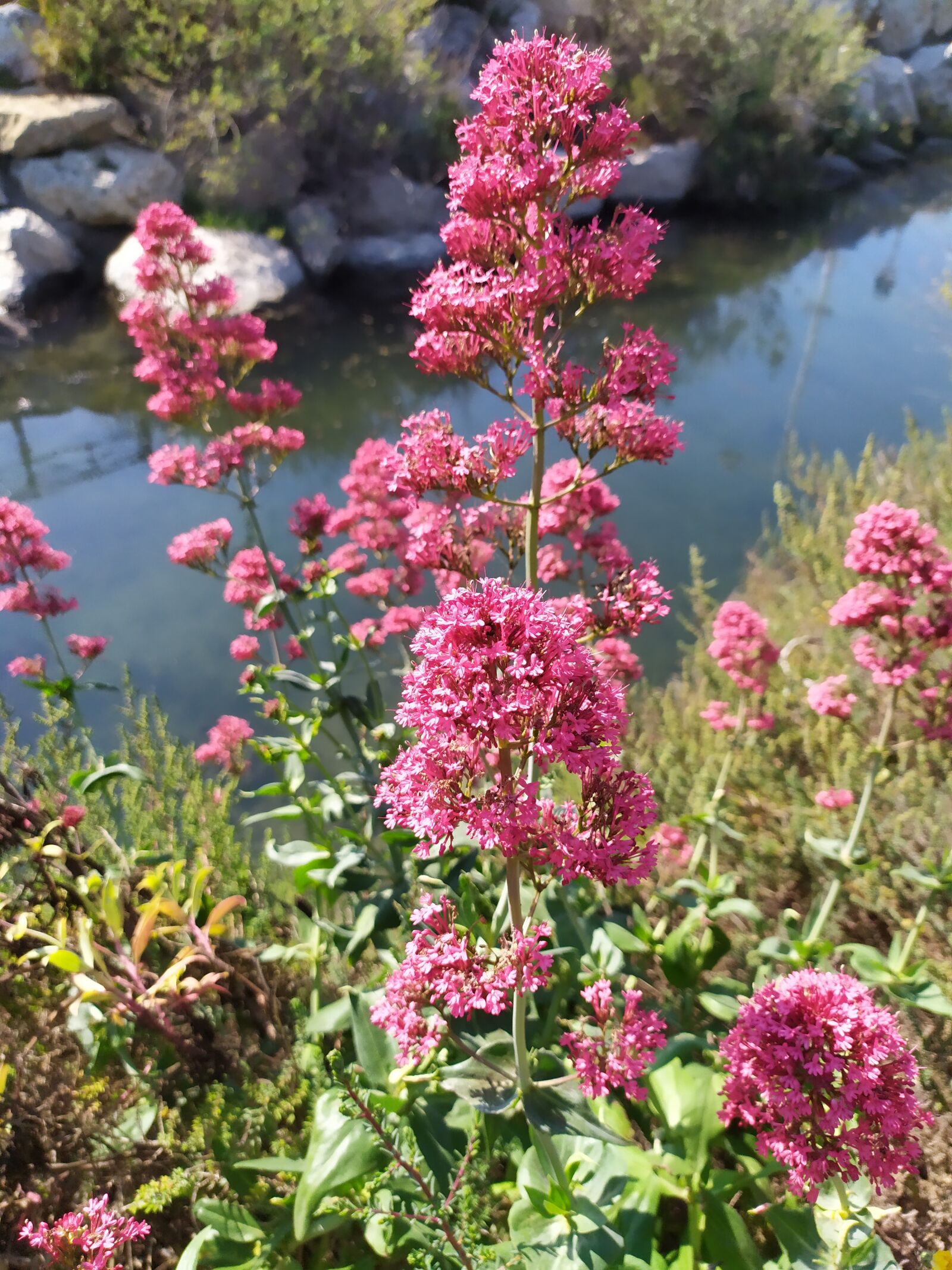 Xiaomi Redmi Note 7 sample photo. Flowers, pink, water photography