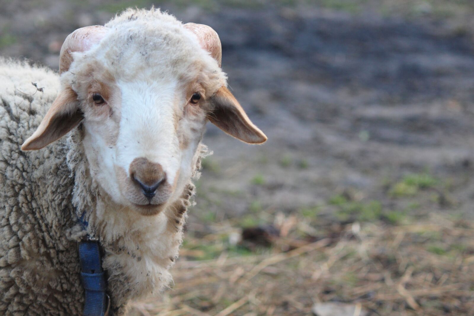 Canon EOS 700D (EOS Rebel T5i / EOS Kiss X7i) sample photo. Sheep, lovely, sweet photography