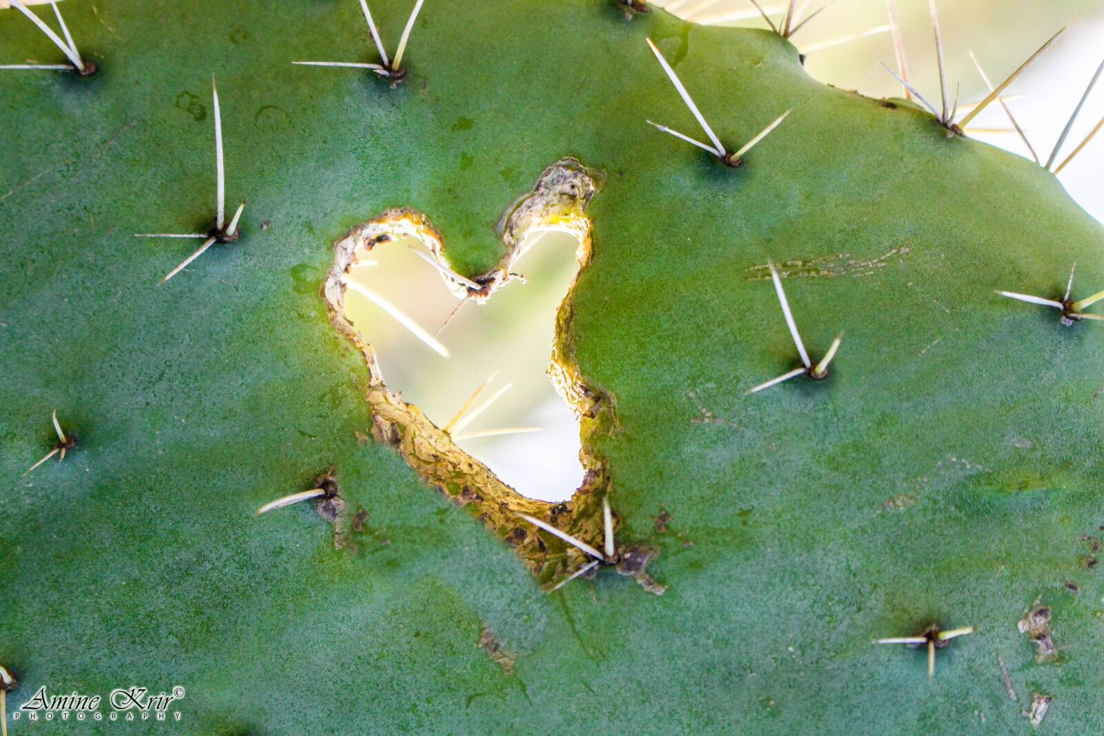 Canon EOS 700D (EOS Rebel T5i / EOS Kiss X7i) sample photo. Cactus, green, love, nature photography