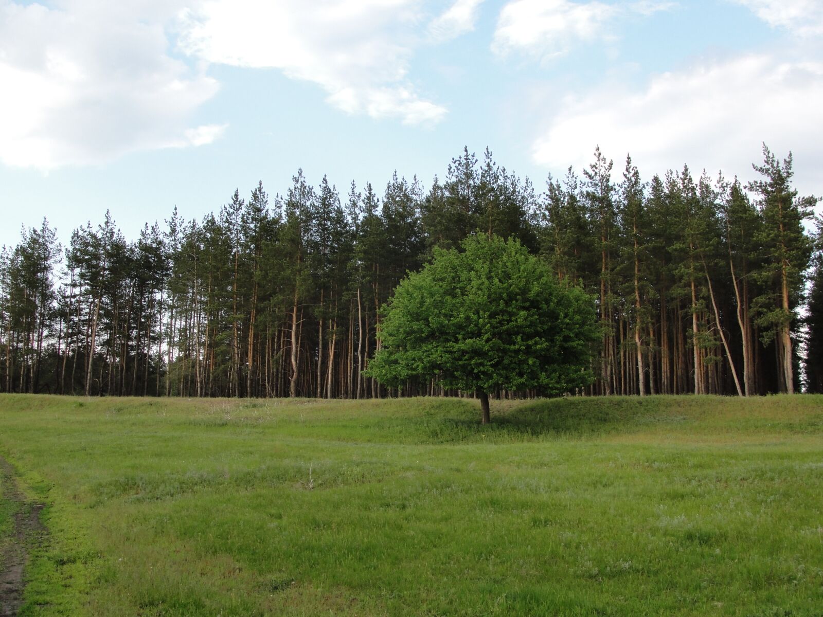 Sony Cyber-shot DSC-H20 sample photo. Lawn, pine, tree photography