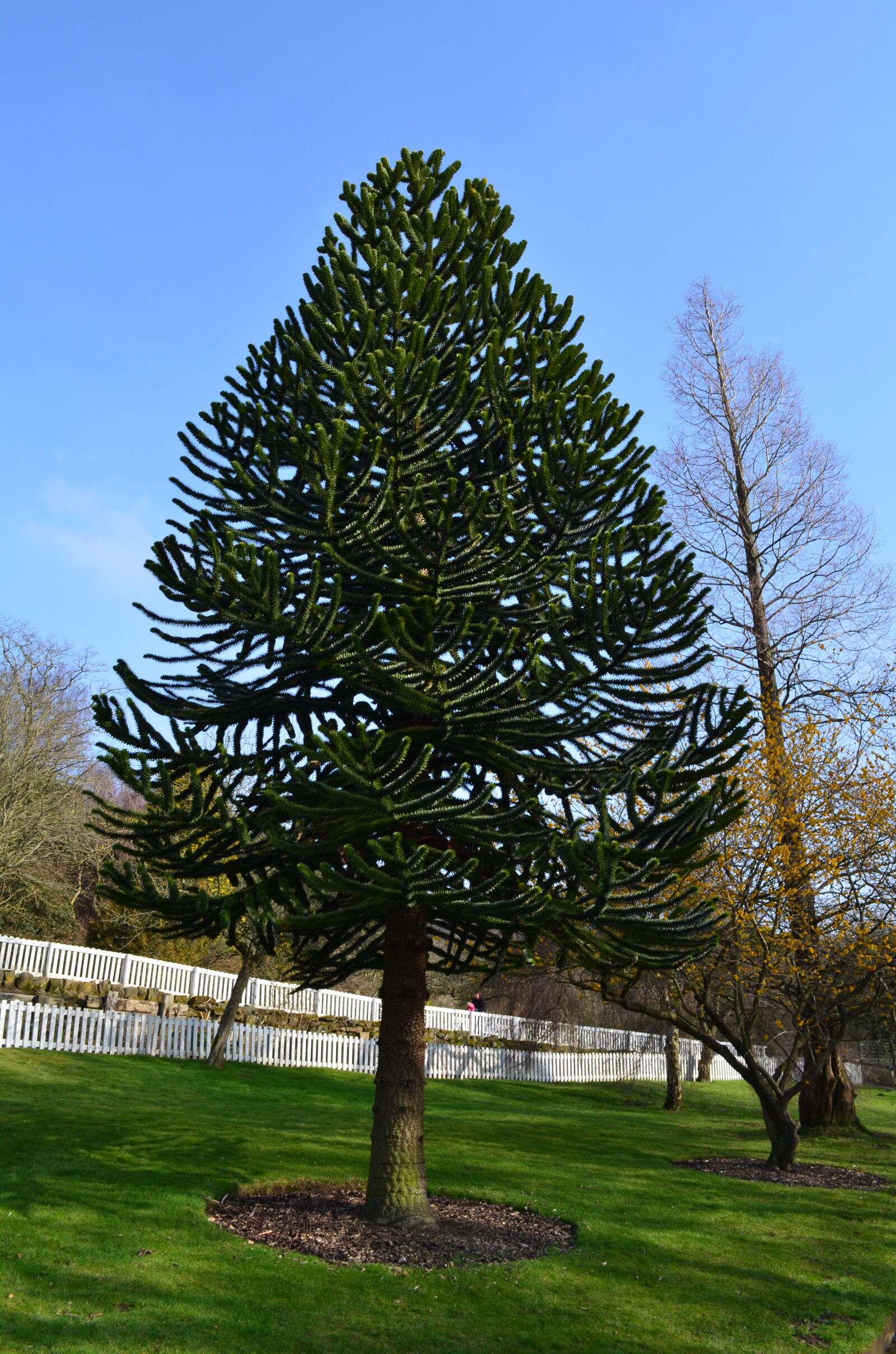 Nikon D5100 sample photo. Green, tree photography