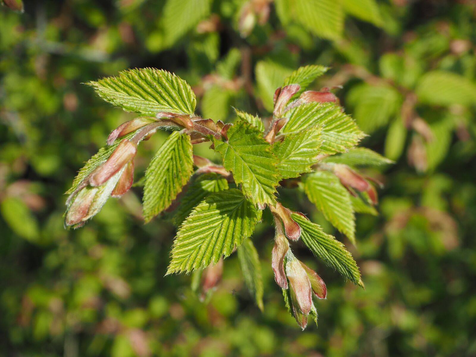 Olympus OM-D E-M10 sample photo. Beech, spring, sunny photography
