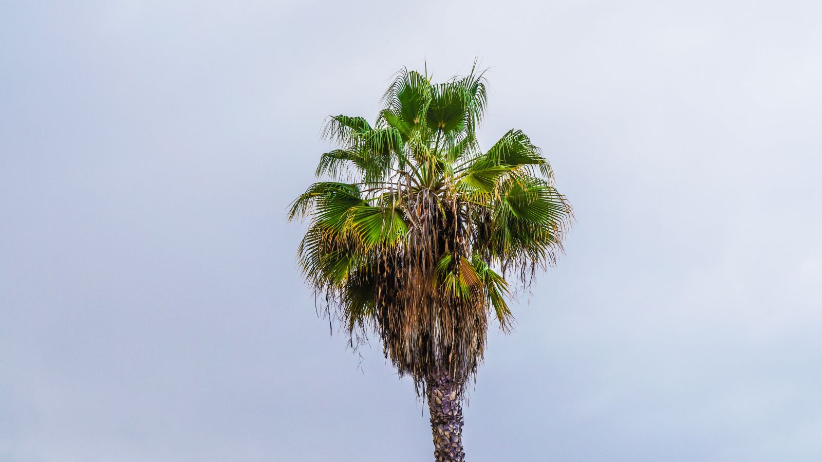 Sony Alpha a3000 sample photo. Palm, tropics, tenerife photography