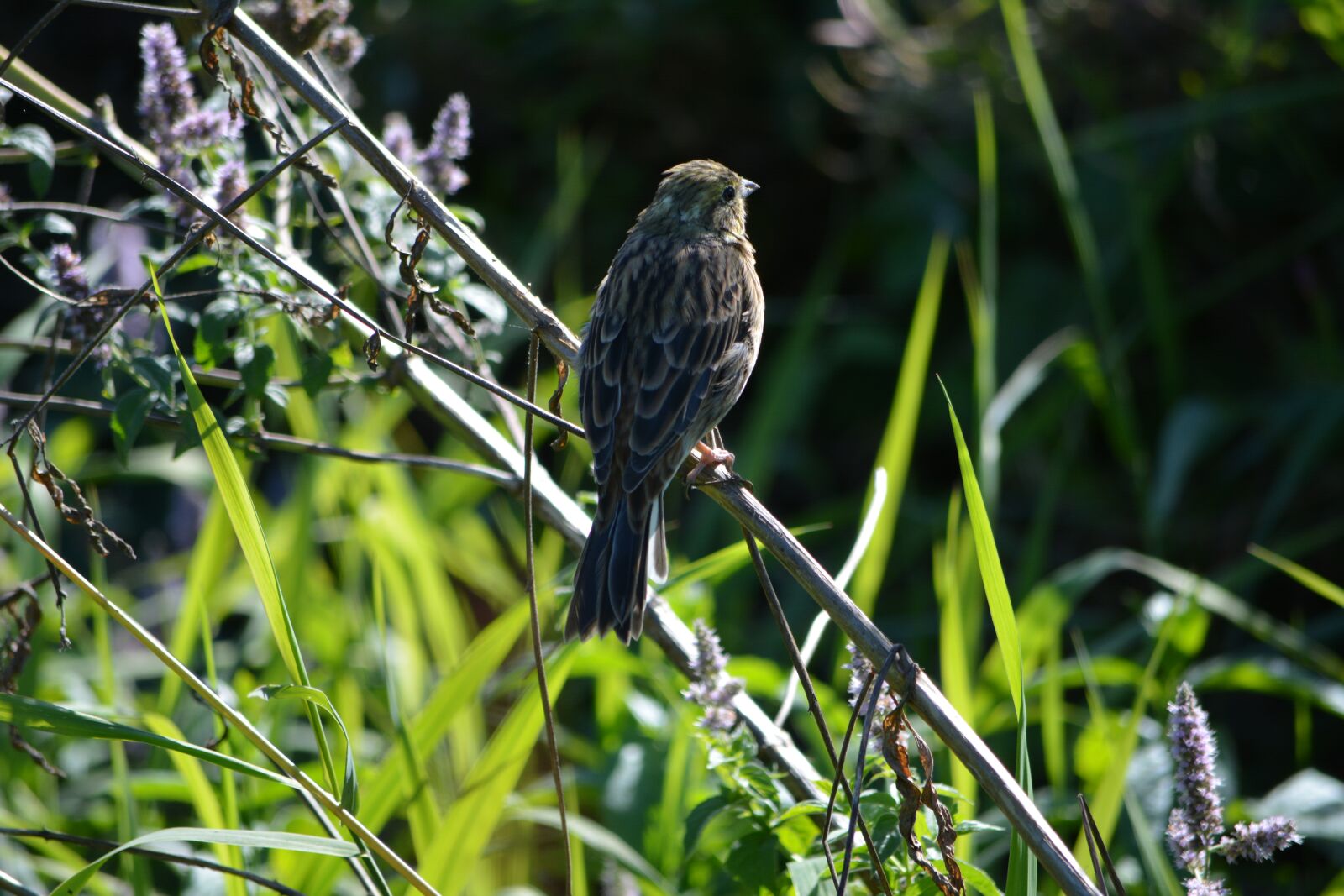 Nikon D5200 sample photo. Bird, sparrows, nature photography