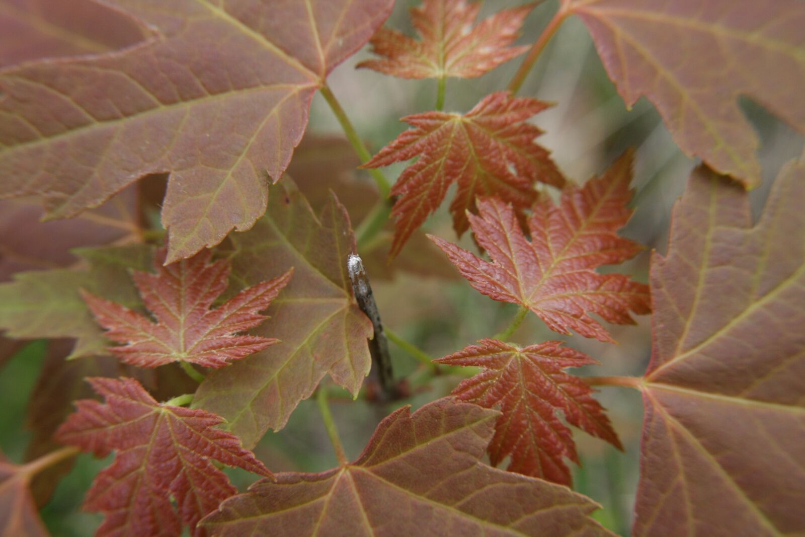 Canon EOS 40D sample photo. Leaves, red, sapling photography