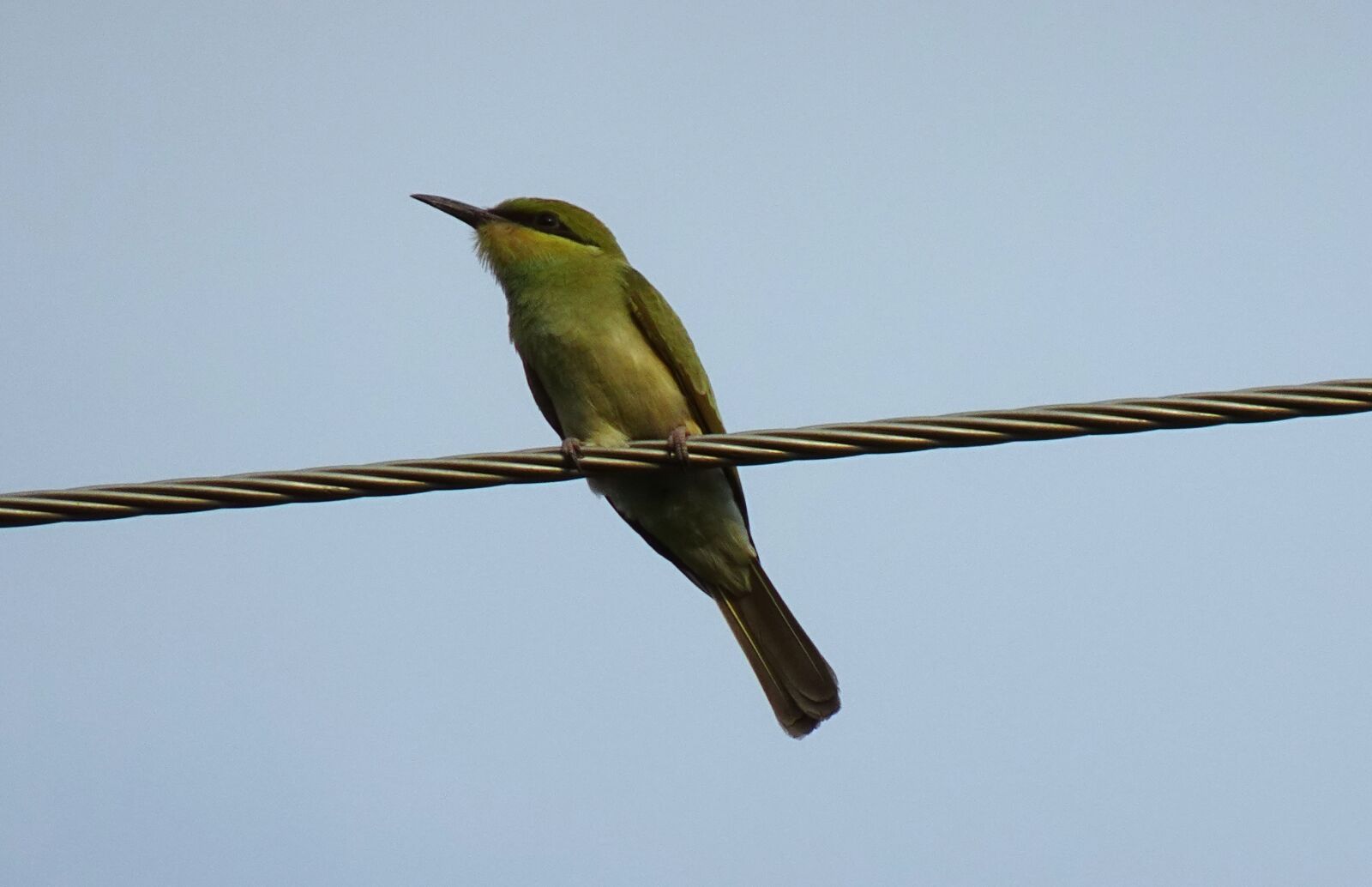 Sony DSC-WX800 sample photo. Bird, green, bee-eater photography