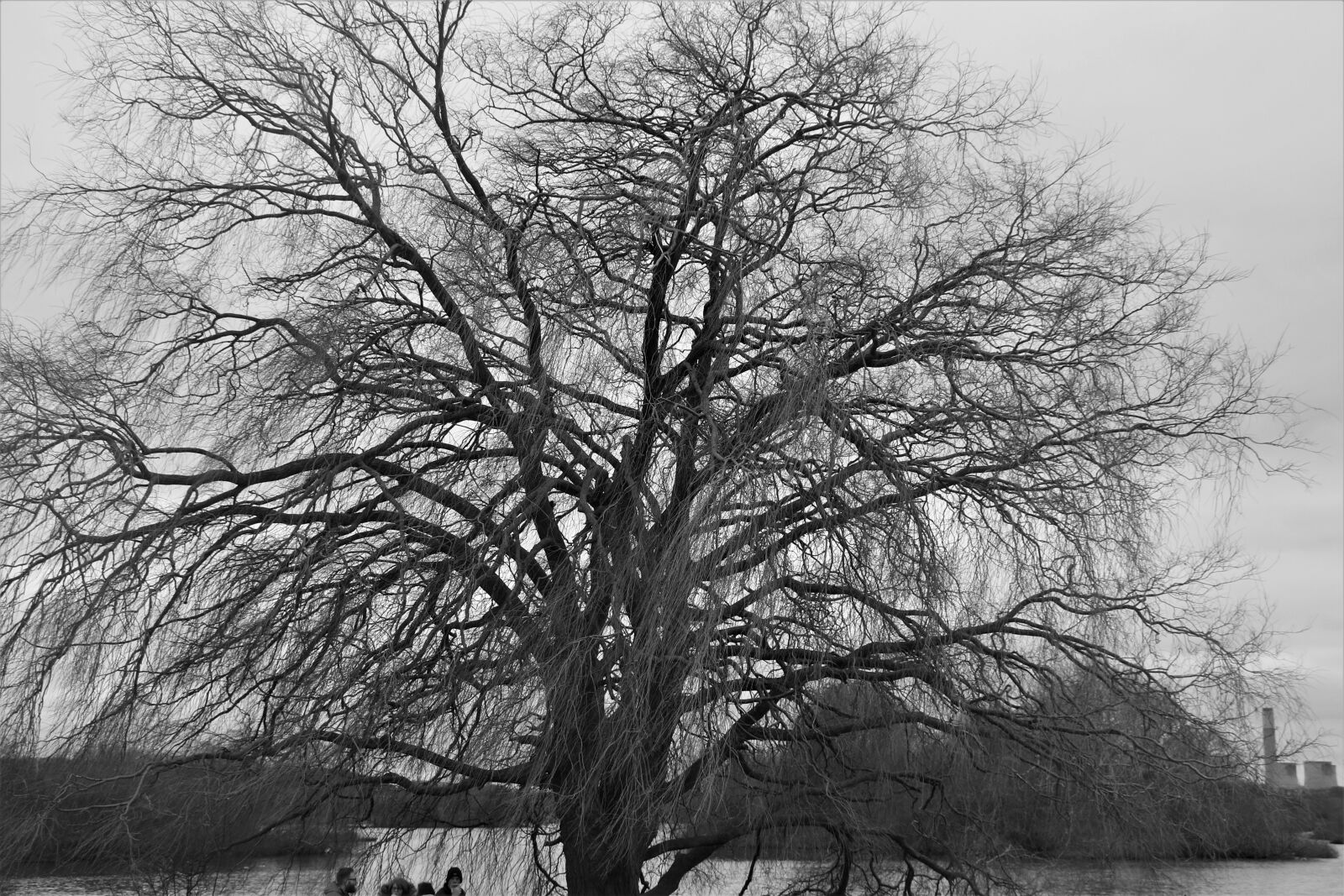 Canon EOS 7D Mark II sample photo. Tree, nature, wood photography