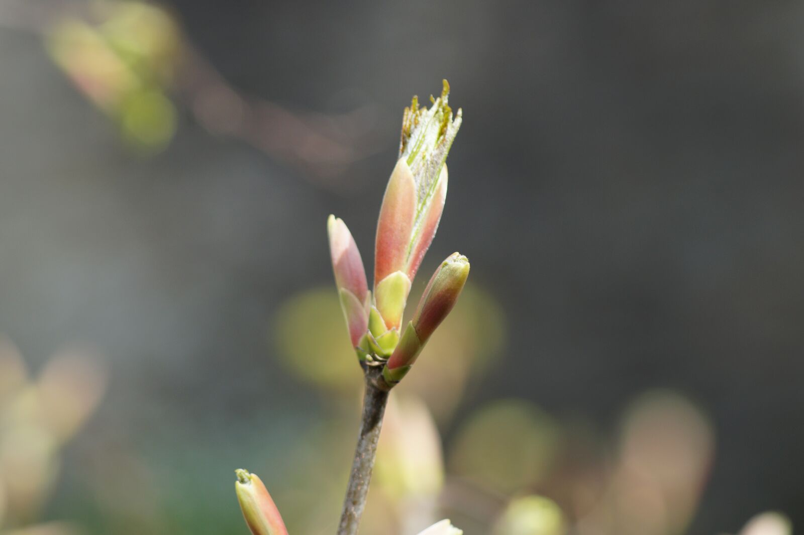 Sony SLT-A58 sample photo. Bud, spring, flower photography
