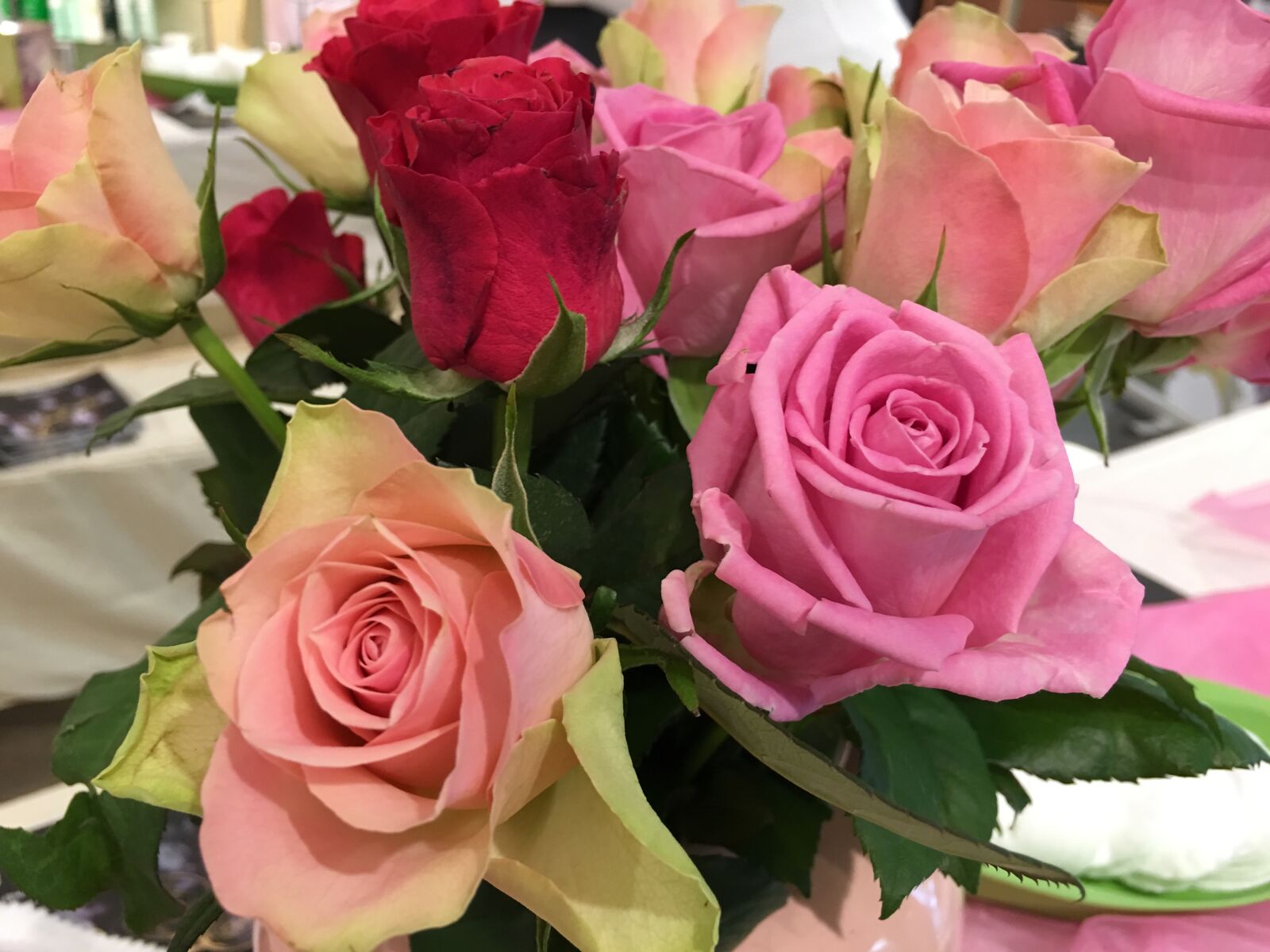 Apple iPhone 6s Plus sample photo. Rose, flower, love photography
