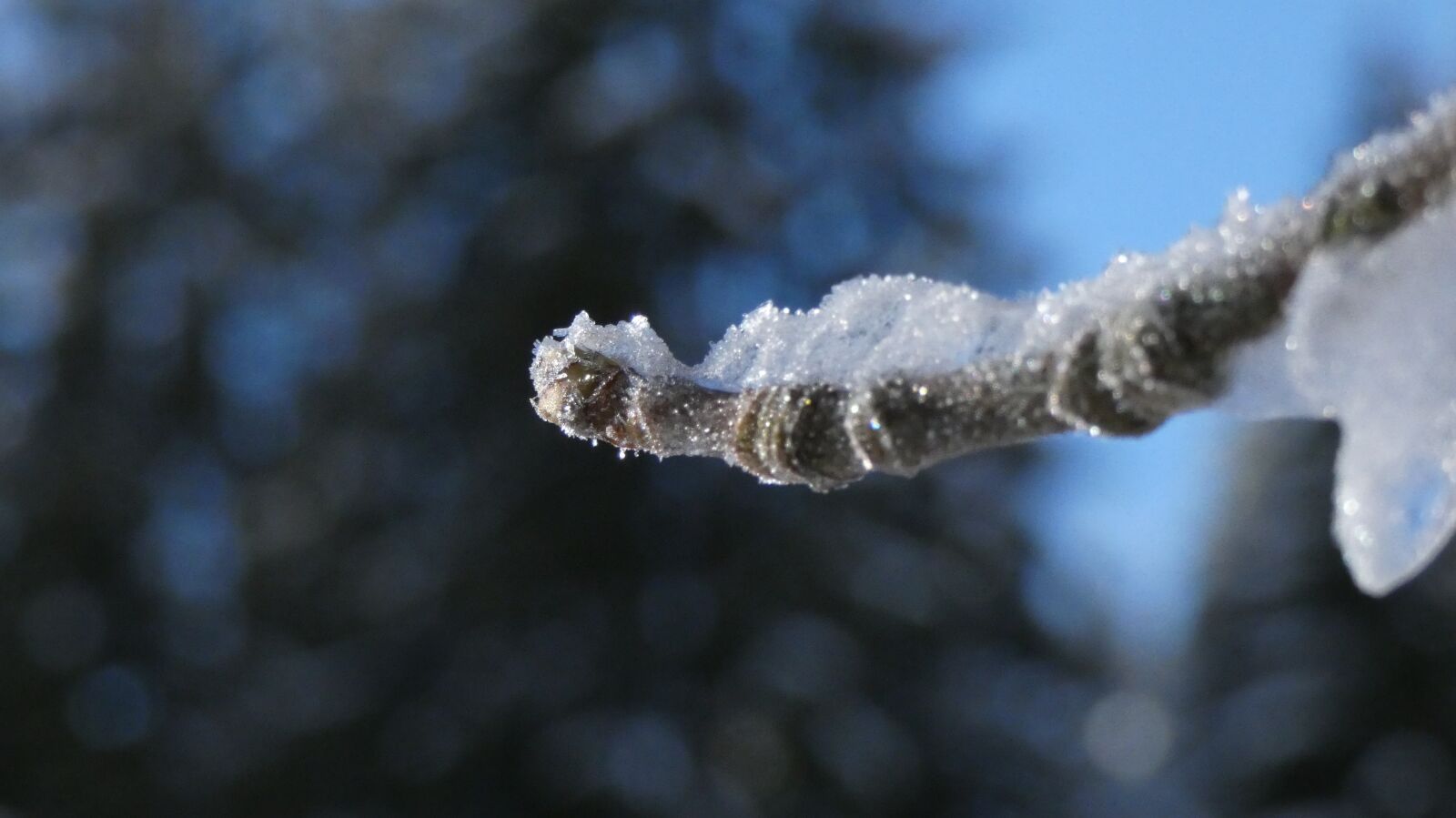 Panasonic DC-FZ83 sample photo. Macro, winter, ice photography