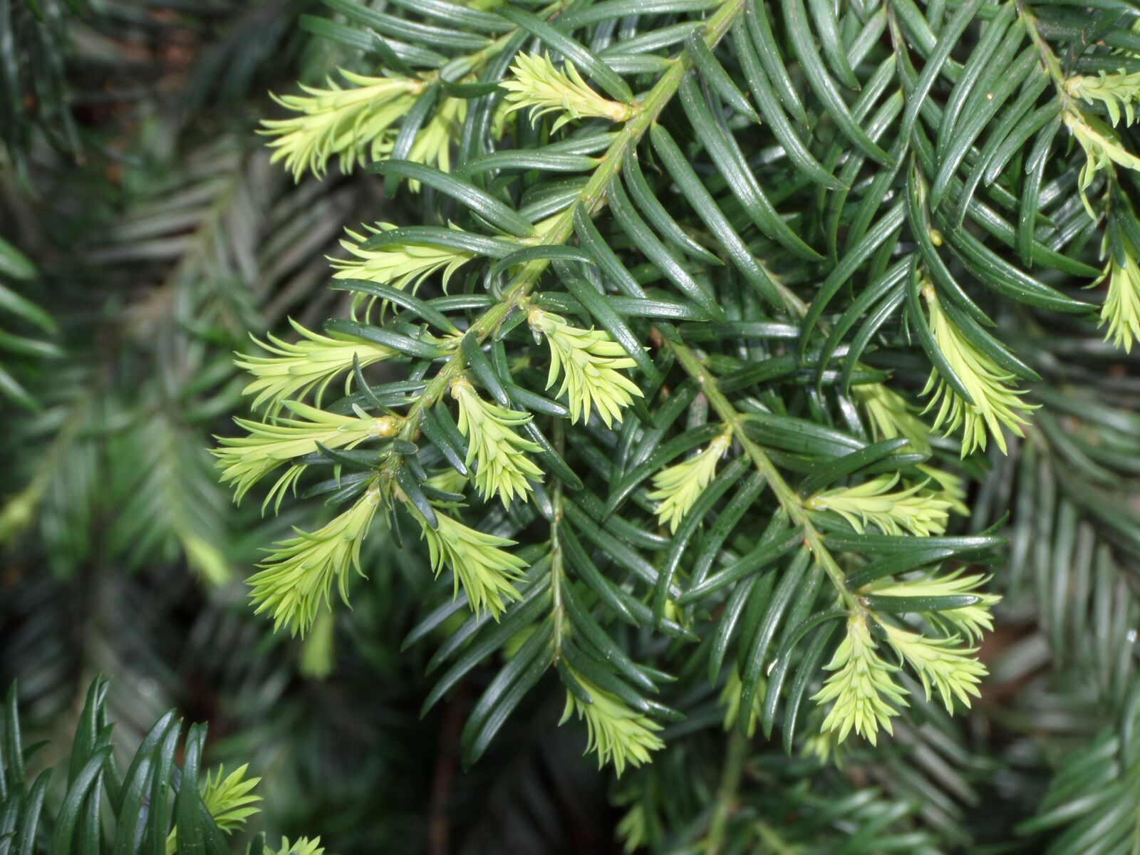 Samsung WB200F/WB201F/WB202F sample photo. Tree, evergreen, fir tree photography