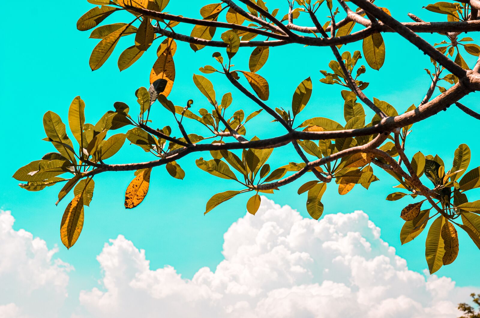 Nikon D5100 sample photo. Plant, beautiful, orange teal photography