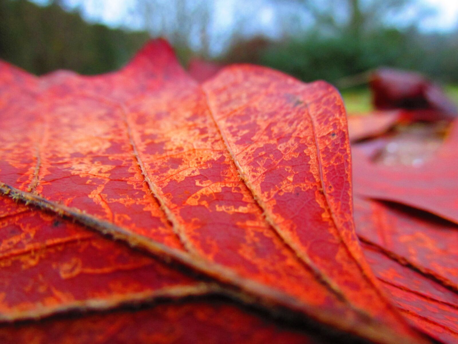 Canon PowerShot SX160 IS sample photo. Sheet, autumn, detail photography