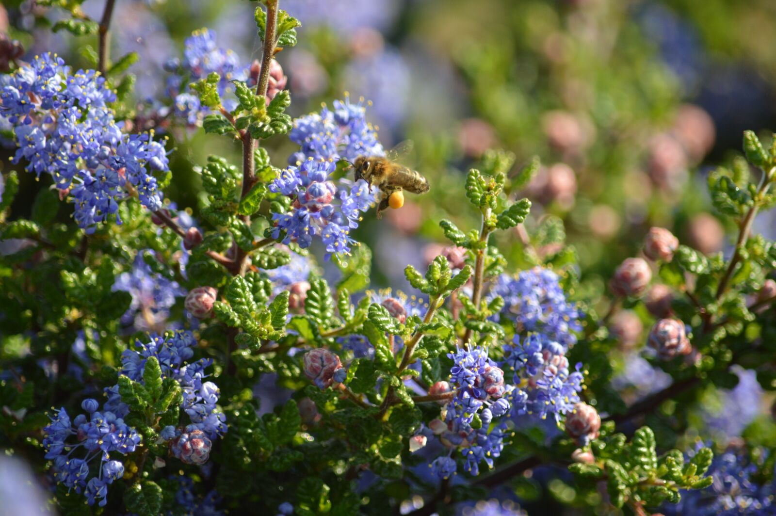 Nikon D3200 sample photo. Bee, spring, pollen photography
