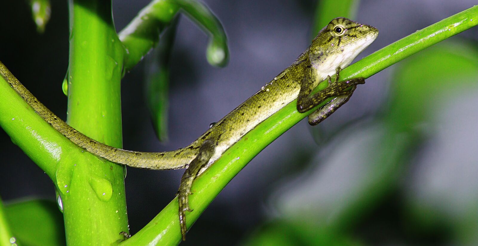 Canon EOS 450D (EOS Rebel XSi / EOS Kiss X2) sample photo. Reptile, gecko, italy photography