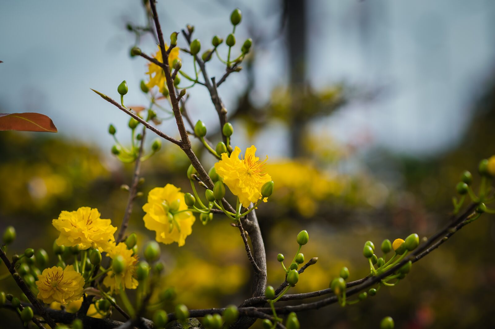 Nikon D3 sample photo. Flower, leaf, floral photography