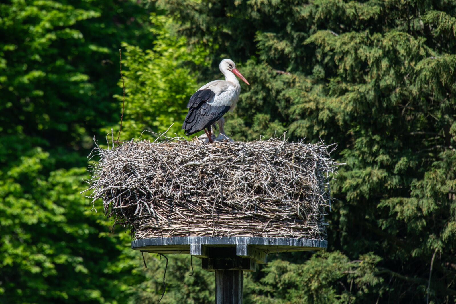 Nikon D600 sample photo. Stork, nest, plumage photography