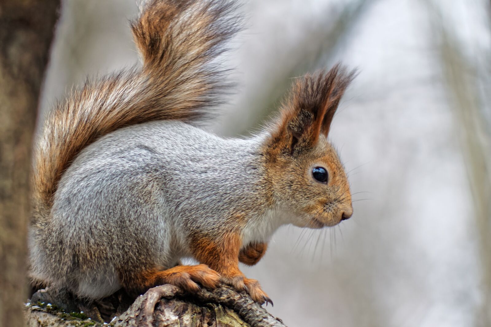 Canon EOS 500D (EOS Rebel T1i / EOS Kiss X3) sample photo. Squirrel, animal, nature photography