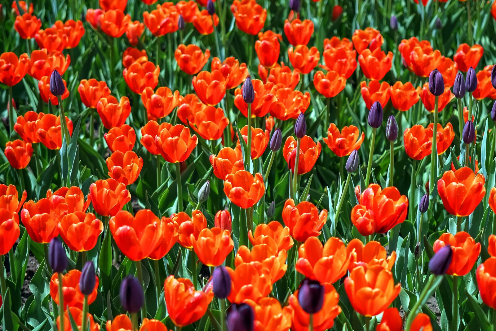 Sony FE 50mm F2.8 Macro sample photo. Tulips, field, park photography