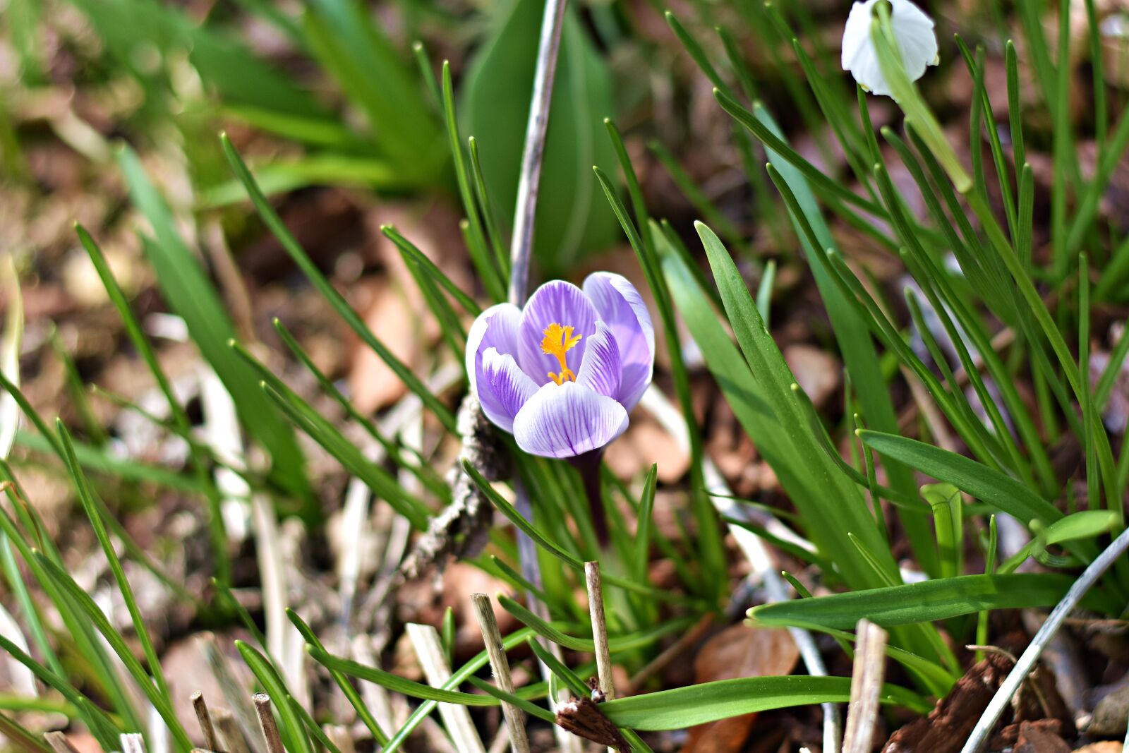 Nikon D3400 sample photo. Nature, plant, flower photography