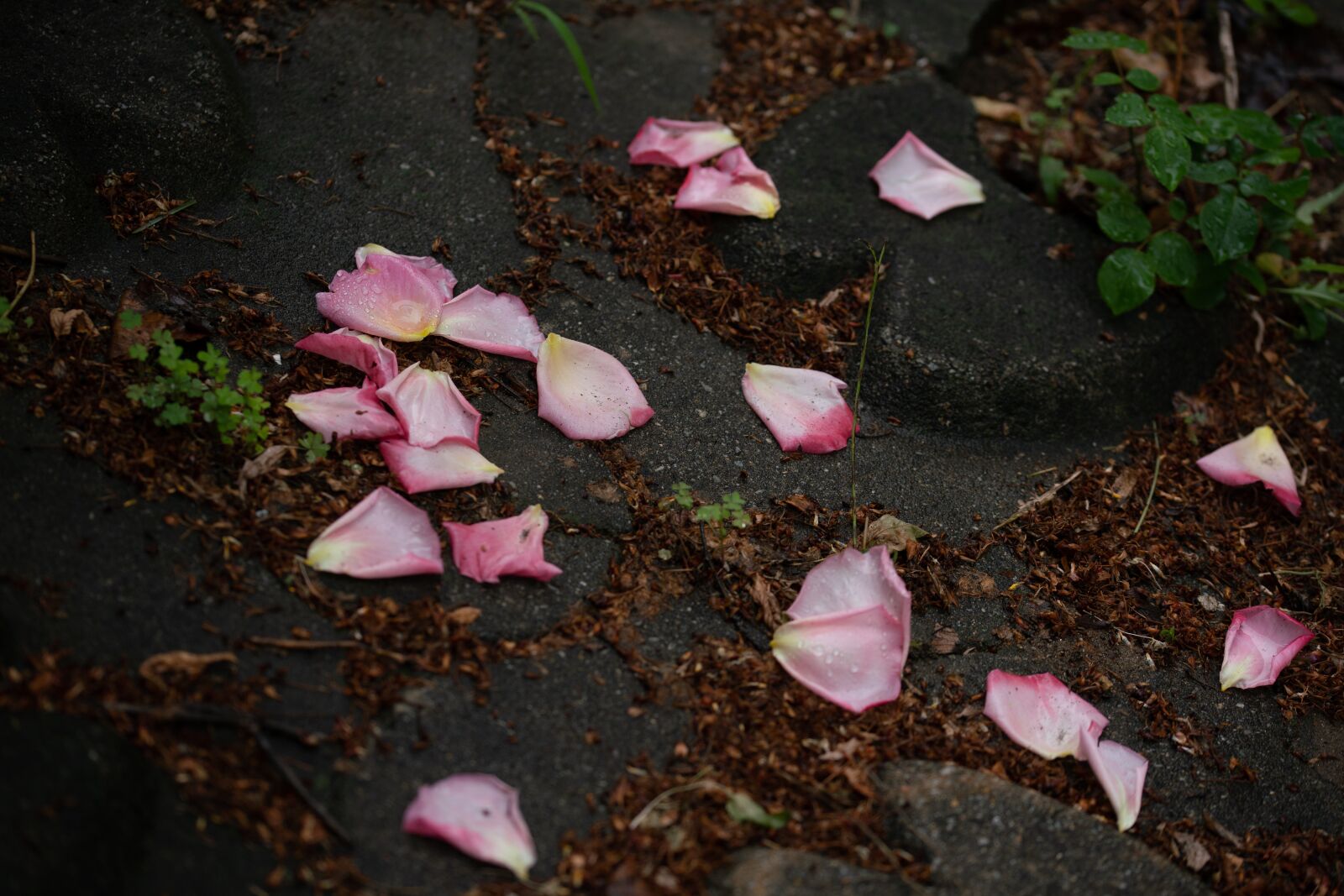 105mm F2.8 sample photo. Falling flower, rose, pink photography